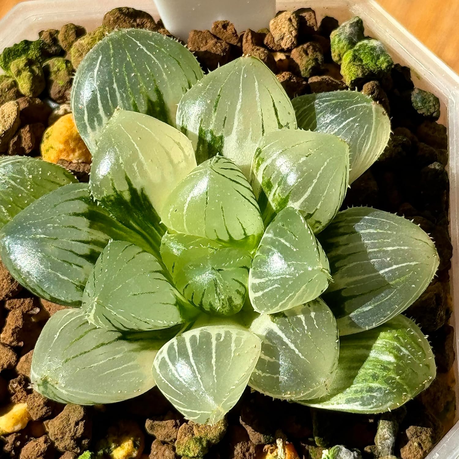 カルテル ticktack デッドストック フィリップスタルク ポストモダン