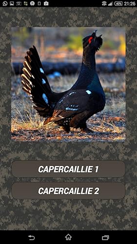 Bird hunting calls