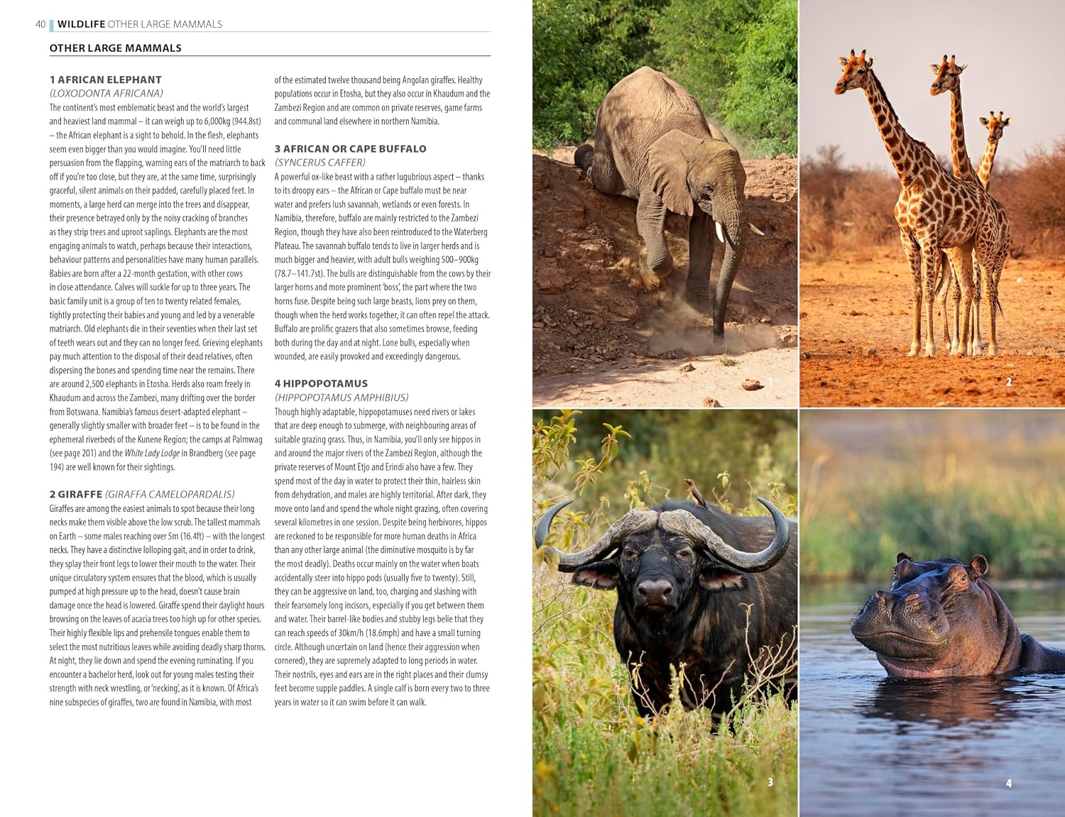 The Rough Guide to Namibia with Victoria Falls: Travel Guide with eBook