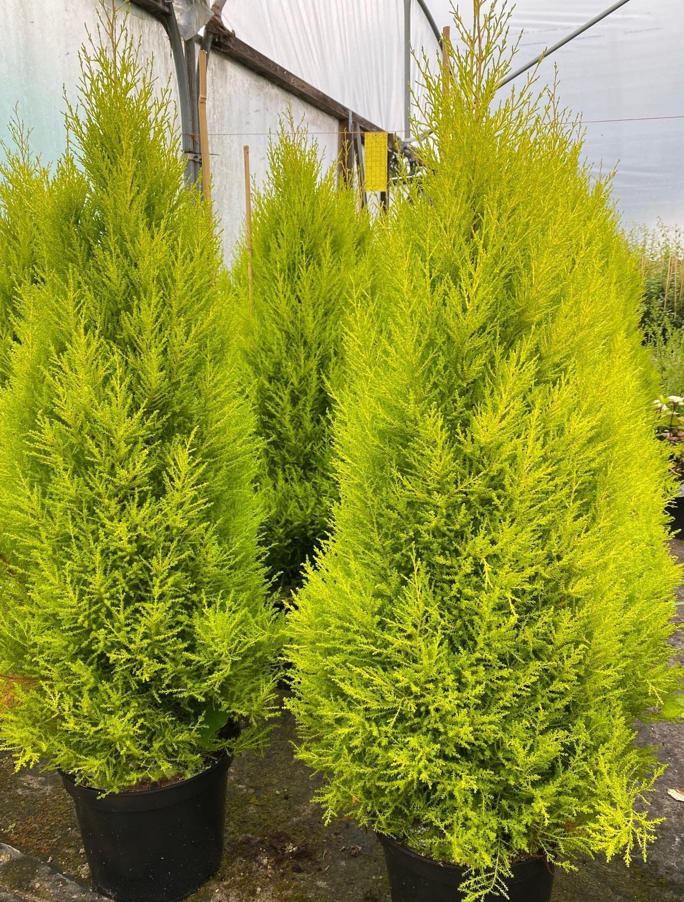 Direct Plants Cypress Goldcrest Conifer Tree Evergreen Outdoor Plant, 2.5-3ft Extra Large, Garden-Ready Trees, Hardy Hedging Shrubs for Patio & Garden Supplied in a 7.5 Litre Pot