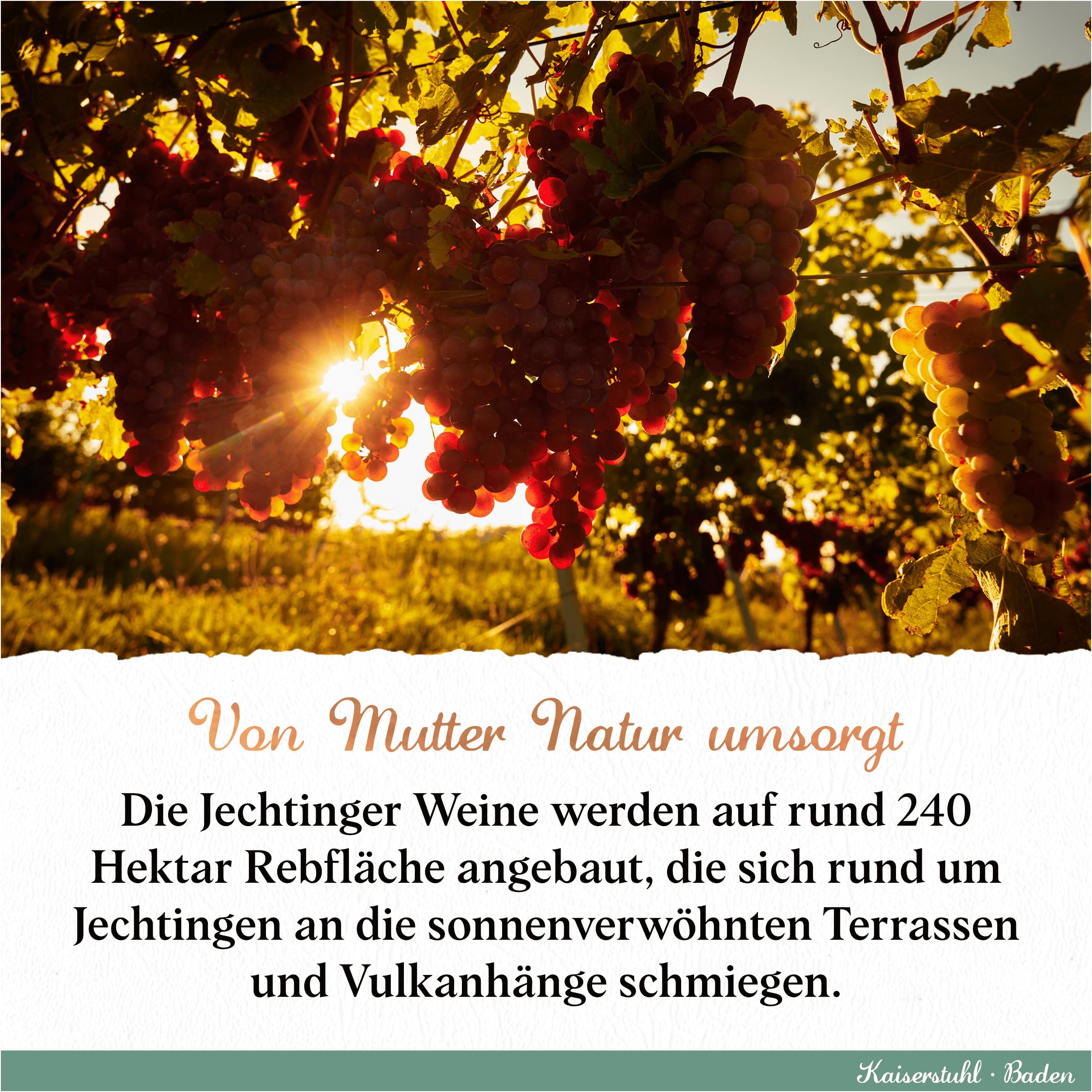 Jechtinger Weißwein Probier-Paket - Grauburgunder, Weißburgunder & Souvignier Gris je 2 Flaschen, frisch & fruchtig, deutsche Weißweine vom Kaiserstuhl (6 x 0,75l)