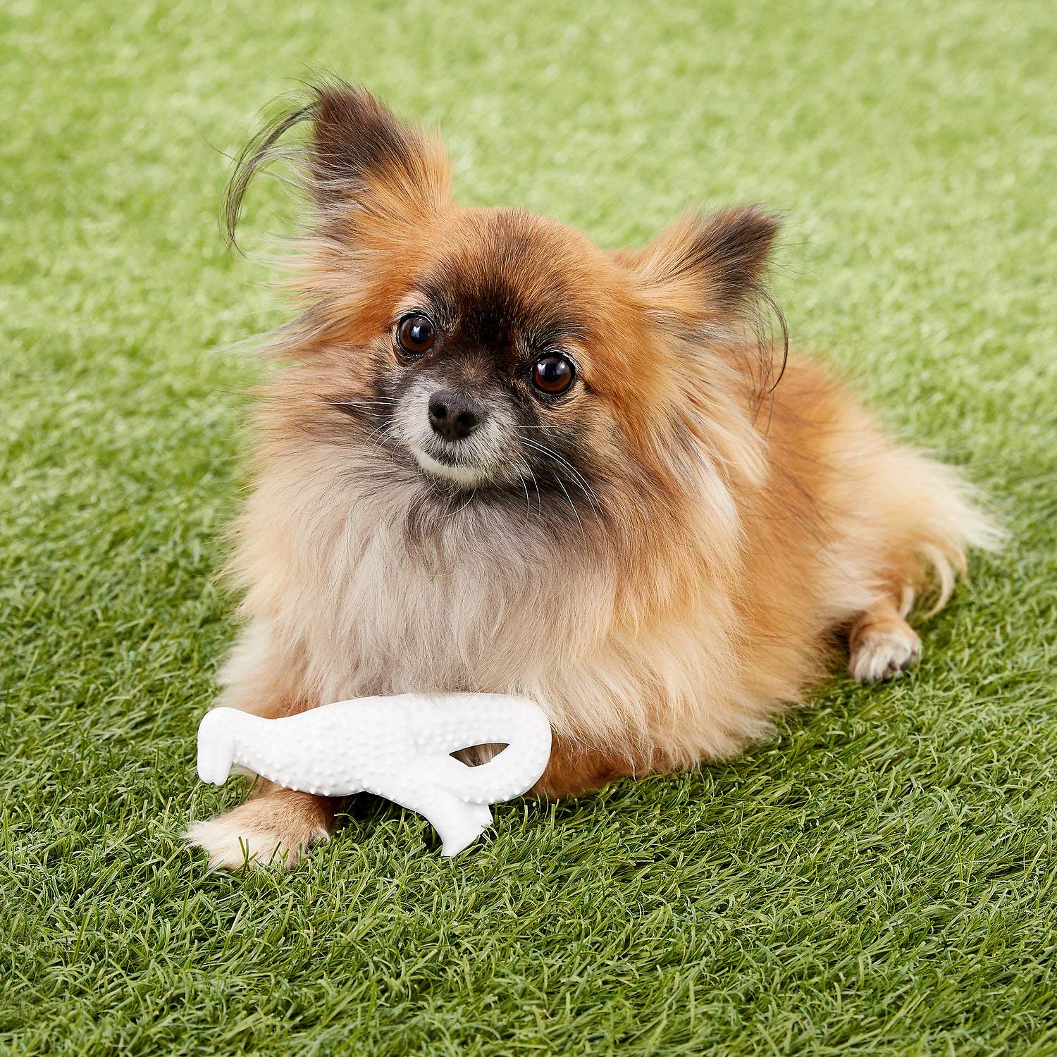 Nylabone Dura Dental Dino - Giocattolo da masticare per cani, 3 pezzi