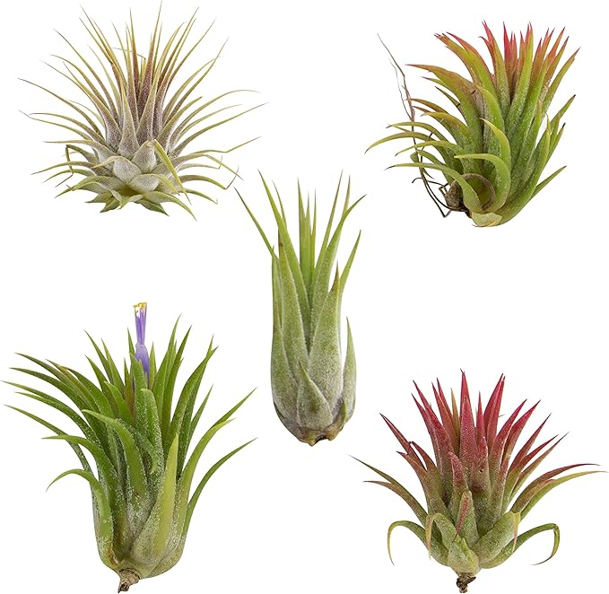 CTS AIR PLANTS Tillandsia Ionantha 5 PackLowMaintenance House Plants for Indoor