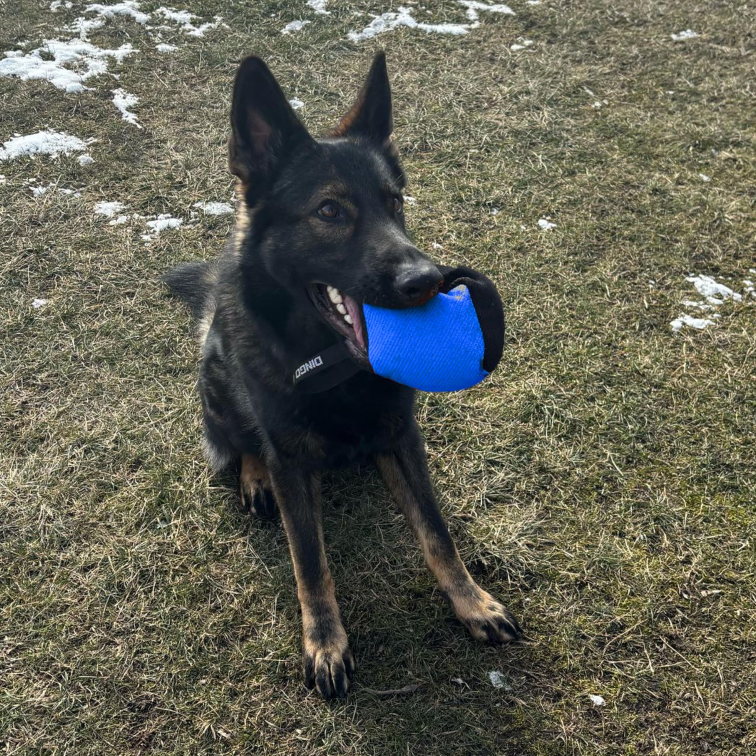 Dingo Gear Beißwurst Hundespielzeug Nylcot 10x10 cm Schwarz/Blau | Mit Griff, Würfelform, Ideal für Training und Spiel, S02776
