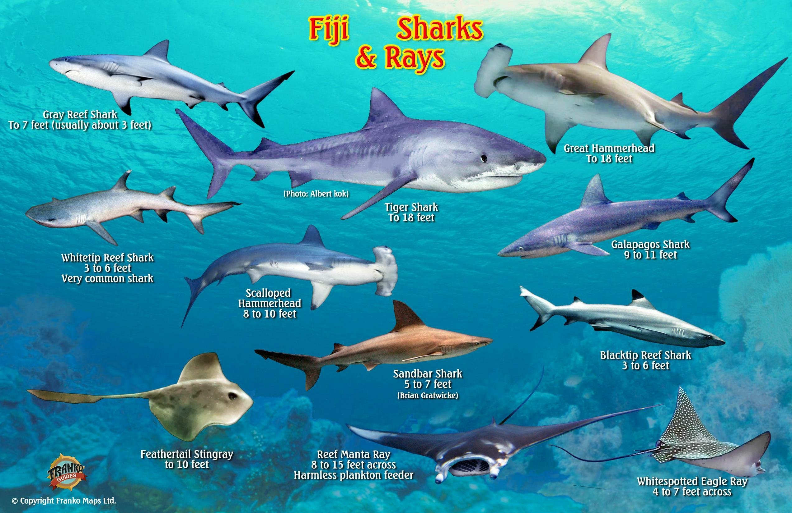 Buy Fiji Sharks & Rays Guide Franko s Laminated Fish Card Online at
