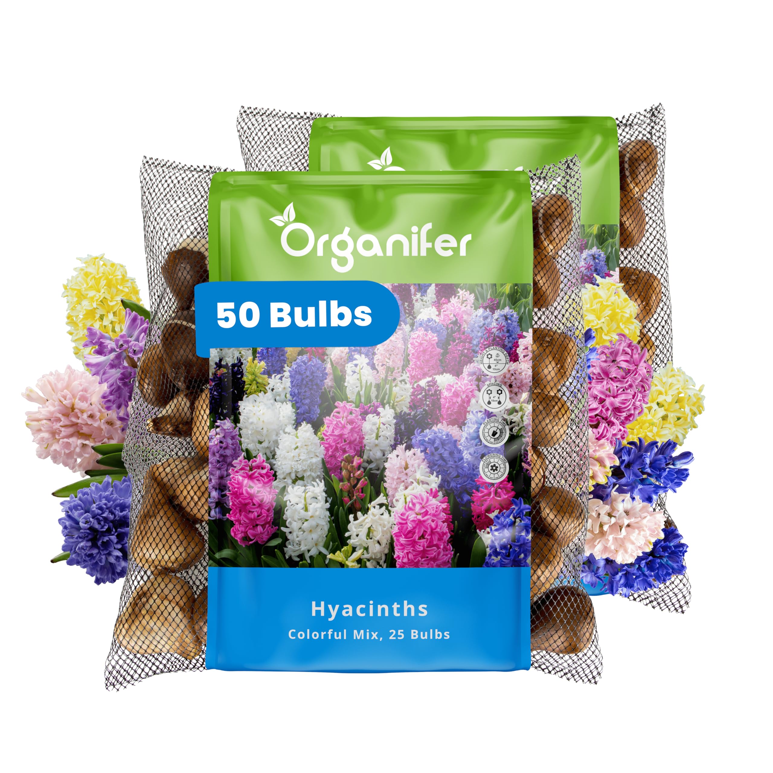 50 Bulbes De Jacinthes En Mélange Coloré