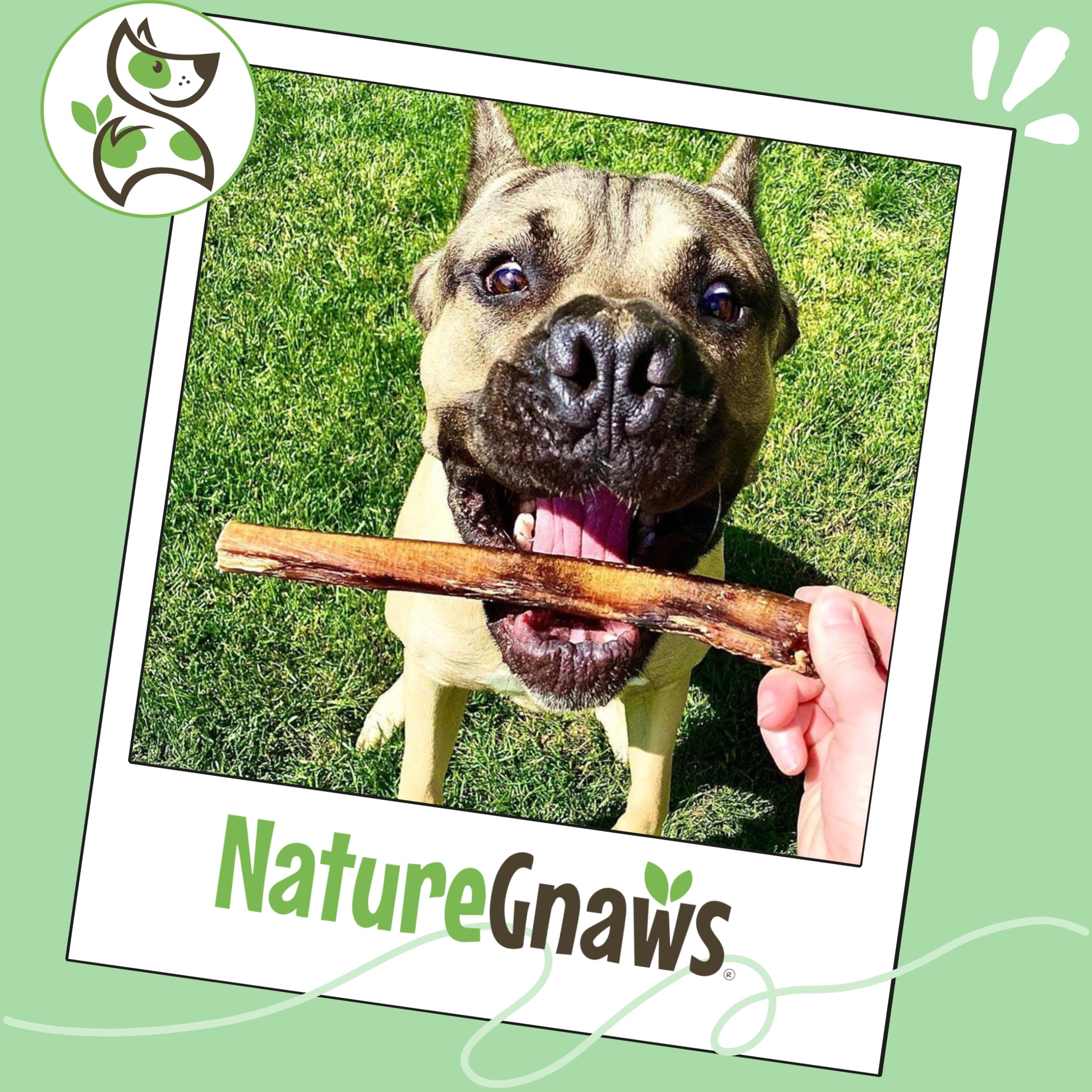 Nature Gnaws Grande bullo bastoni - Tutti Naturale Premio ruspanti Nutrito d'erba Manzo Cane Mastica 5-6"(10 Pacco)