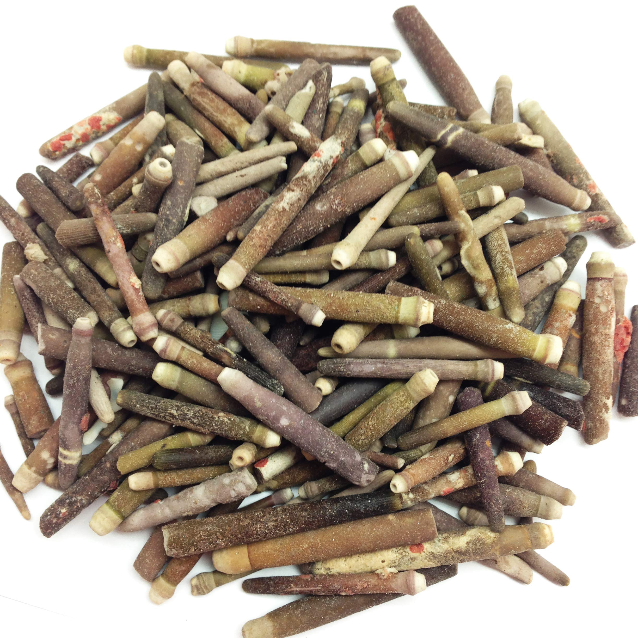 PEPPERLONELY Small Sea Urchin Spines, 8 OZ Apprx. 250+ PC Shells, 1/2Inch ~ 2-1/2 Inch