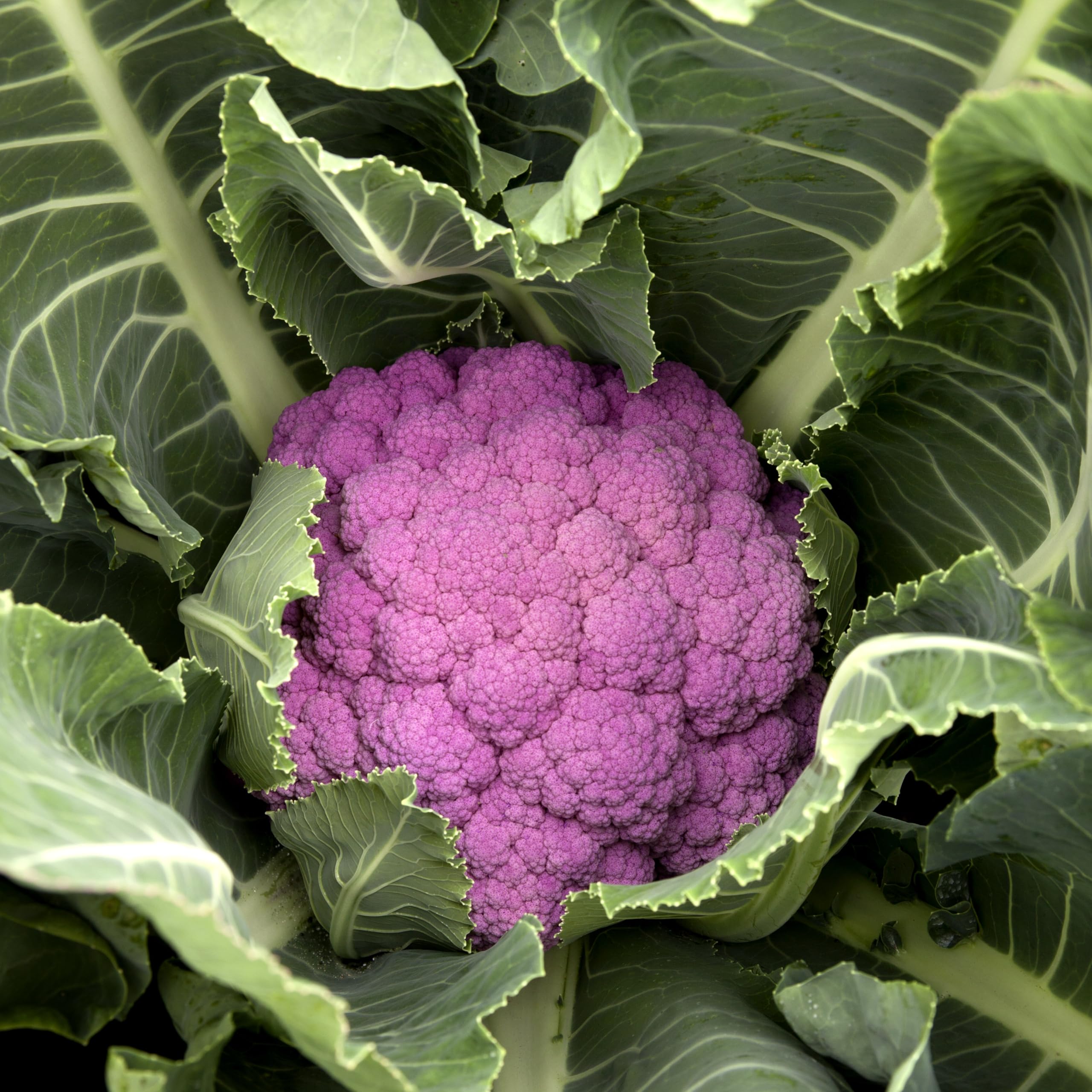 Cauliflower 'DePurple' F1 Seeds – Half-Hardy Annual, Vibrant Lavender-Blue Florets, Sweet & Buttery Autumn Harvest, Easy-to-Grow Vegetable Garden Plant, 1 x Packet 12 Seeds, by Thompson & Morgan
