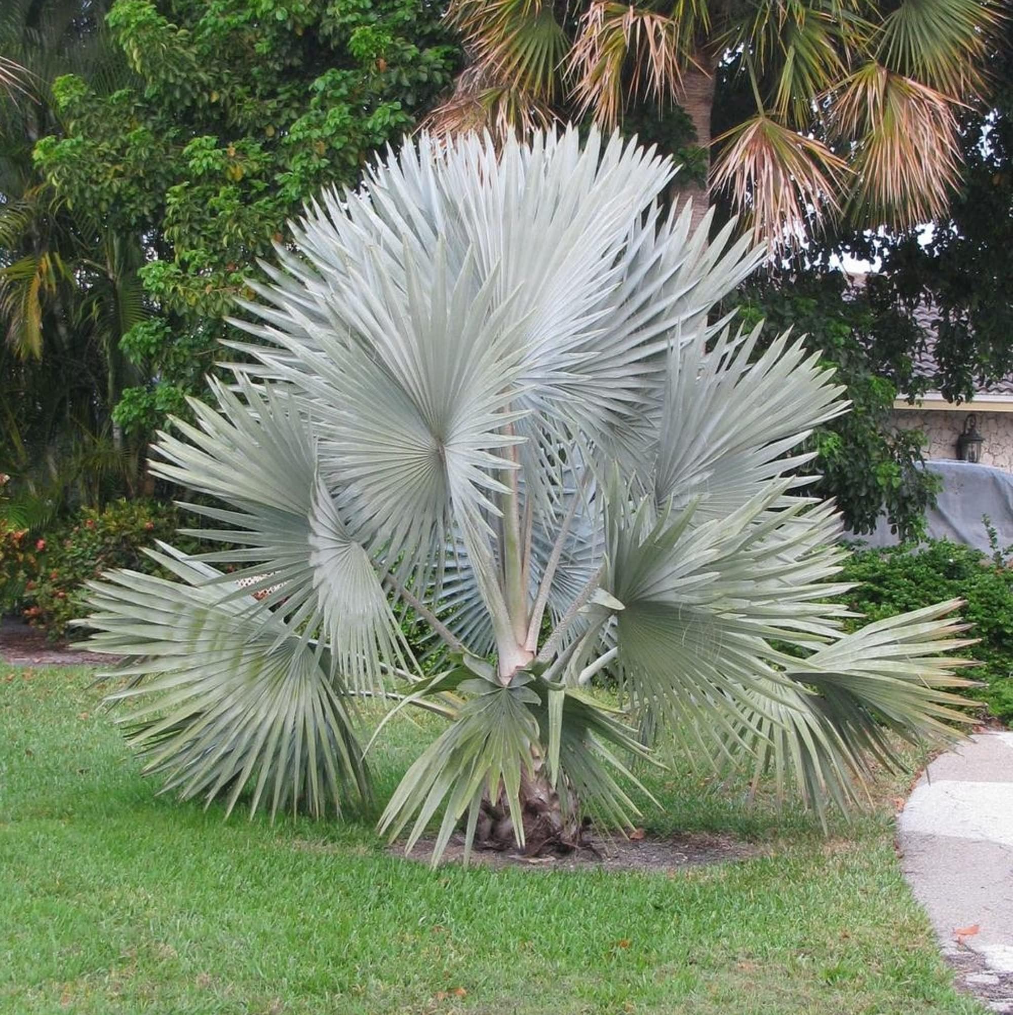 CHUXAY GARDEN Silver Bismarckia Nobilis,Bismarck Palm 20 Seeds Evergreen Palm Hardy Great for Specimen