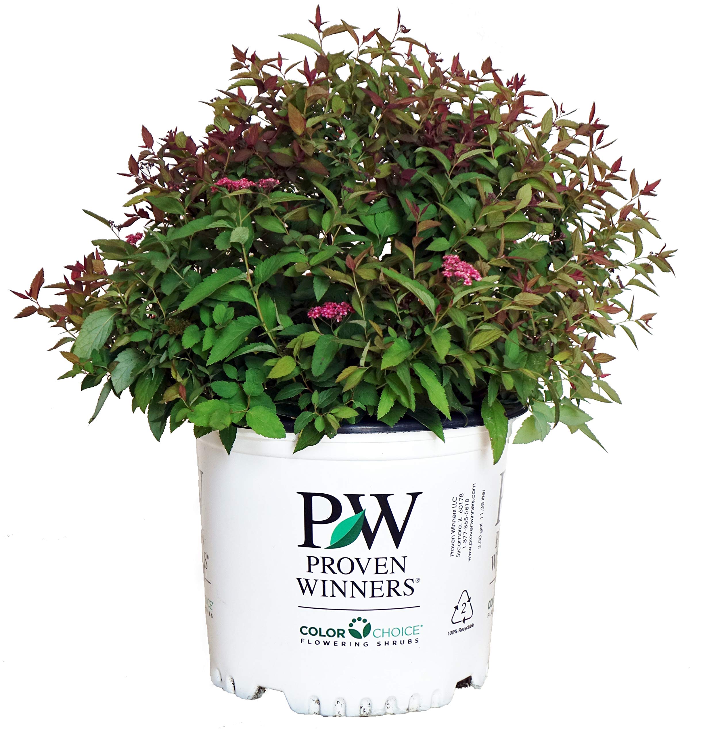 Proven Winners Spirea Double Play Red