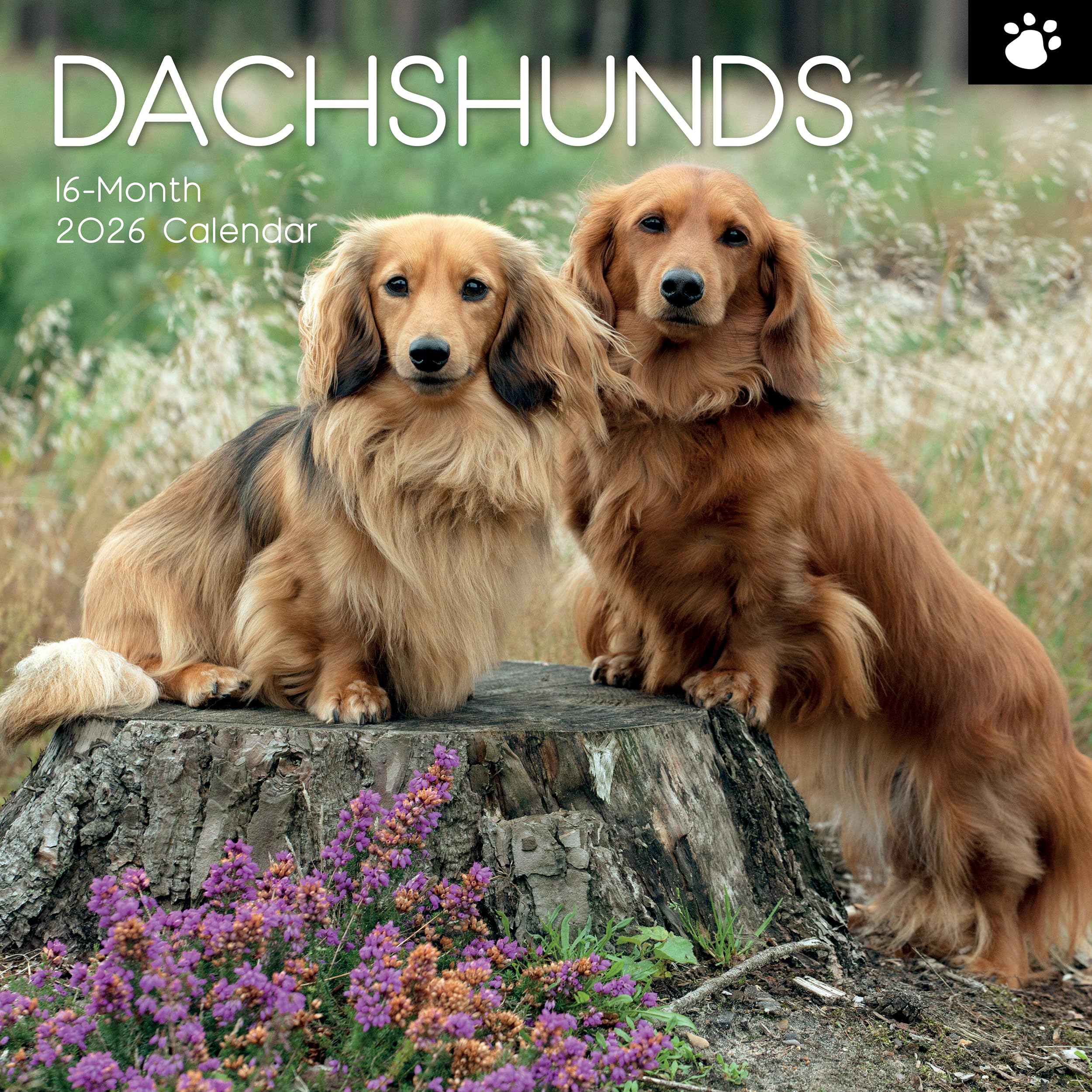 TGSC | Dachshunds 2026 Calendar 16 Month (Sept 2025-Dec 2026) Family Square Wall Calendar 2026 UK | Planner with Large Grid for Home or Office Organisation - Dogs 2026/2025 Calendar UK