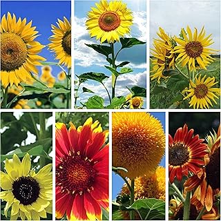 Sponsored Ad - 700+ Sunflower Seeds for Planting -7 Different Types of Sunflower - Individual Packages According to Variet...