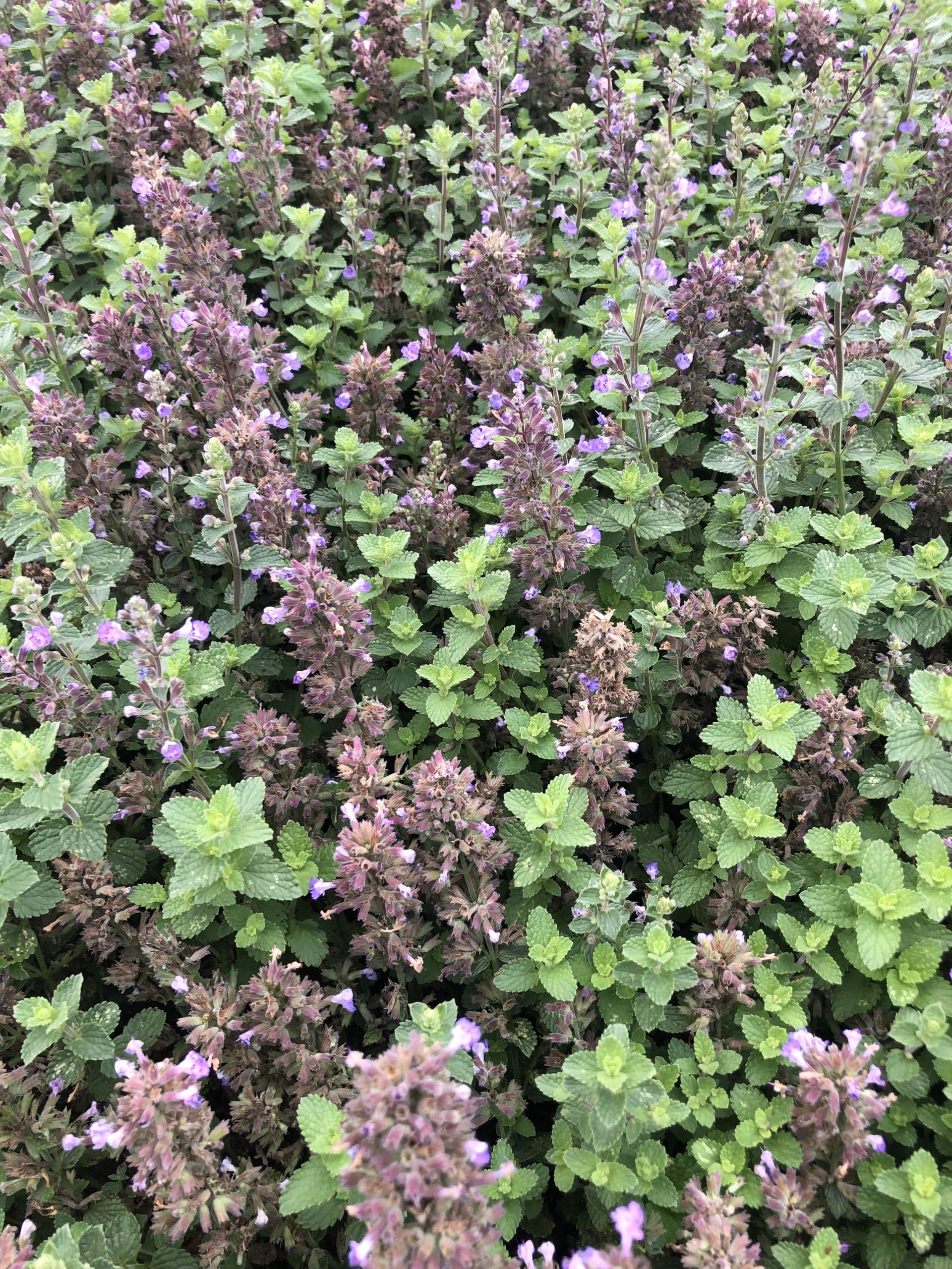 6x Katzenminze - Nepeta hybr. 'Purrsian Blue' | 9x9 cm pot