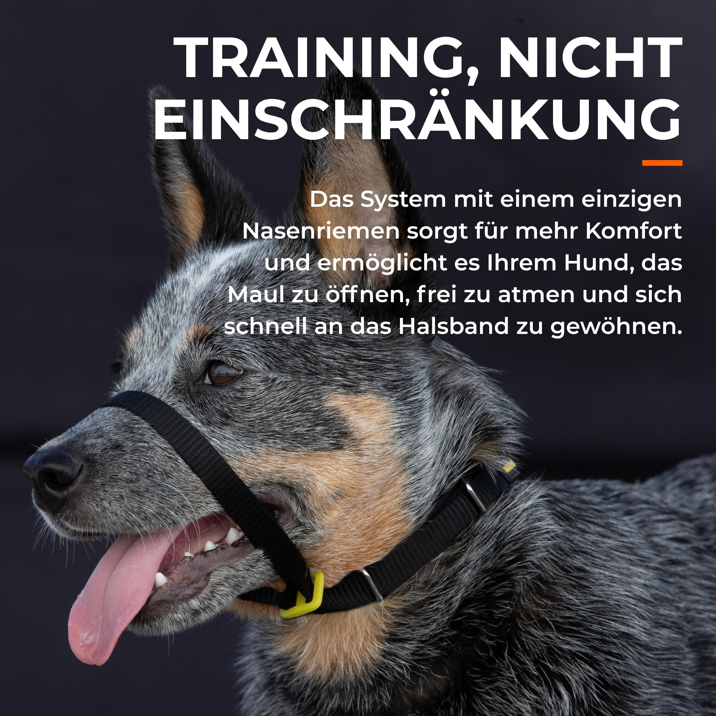 Canny Collar Hundehalsband | Für bessere Leinenführigkeit, lockeres Laufen an der Leine, mehr Kontrolle & entspannte Spaziergänge ohne harte Korrektur.