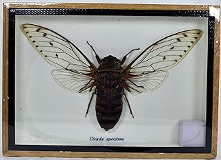 Cicada Speciosa insect taxidermy in wood box framed