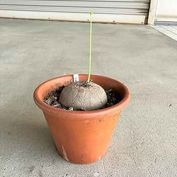 塊根植物・コーデックス ZAMMY 149_109529a9-3913-40a6-9b96-