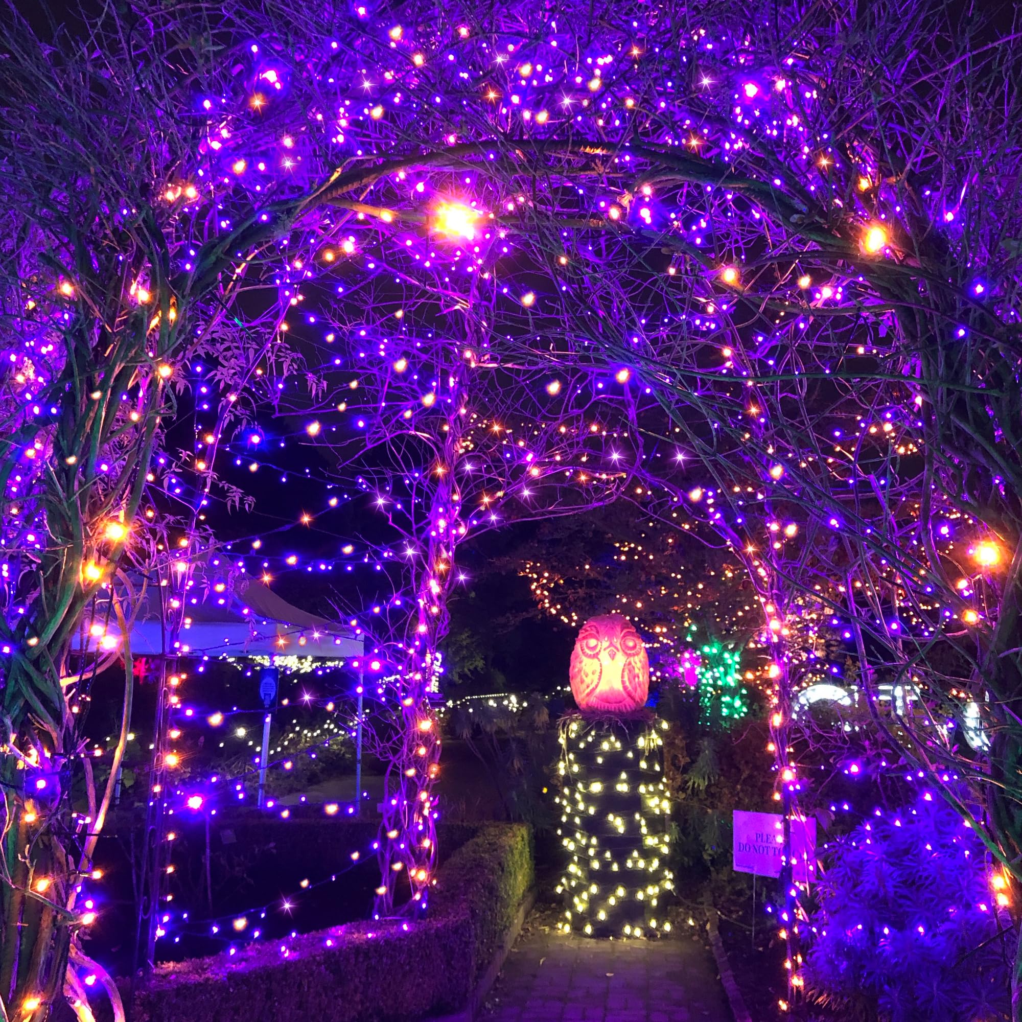 Flechllary - Confezione da 400 luci solari per Halloween, 400 LED, arancioni e viola, luci solari per esterni, con 8 modalità, impermeabili, per patio, giardino, feste, cortile, decorazione