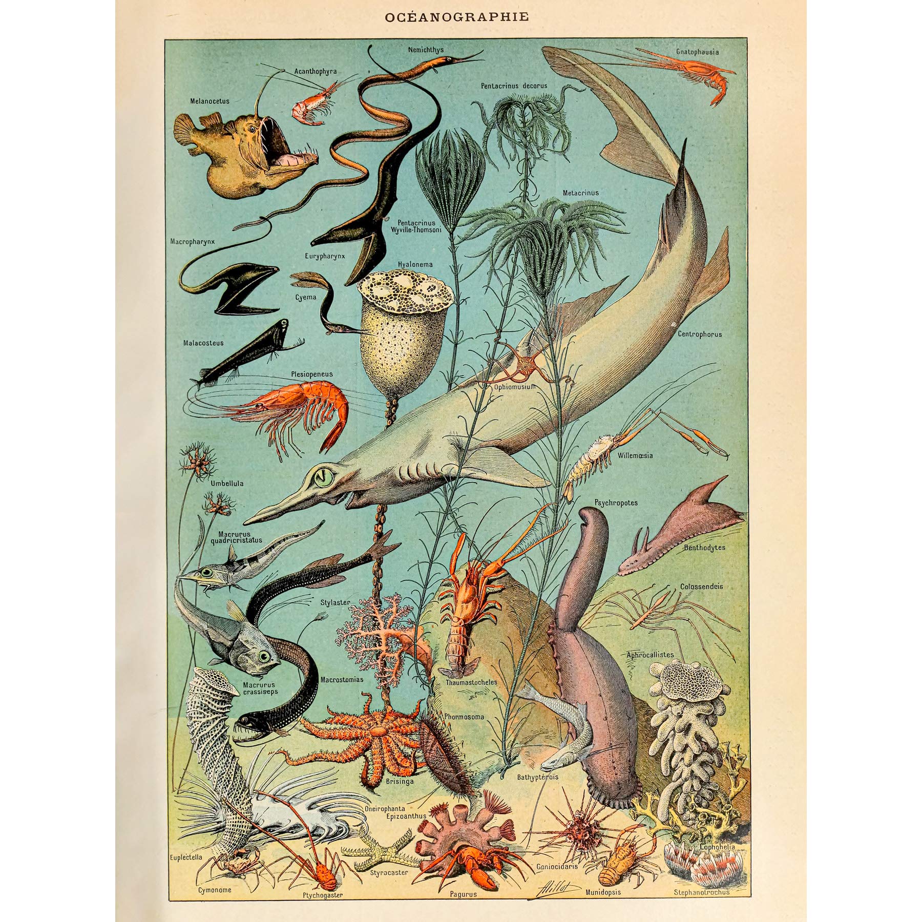 Artery8 Millot Encyclopedia Page Ocean Fish Shark Premium Wall Art Canvas Print 18X24 Inch