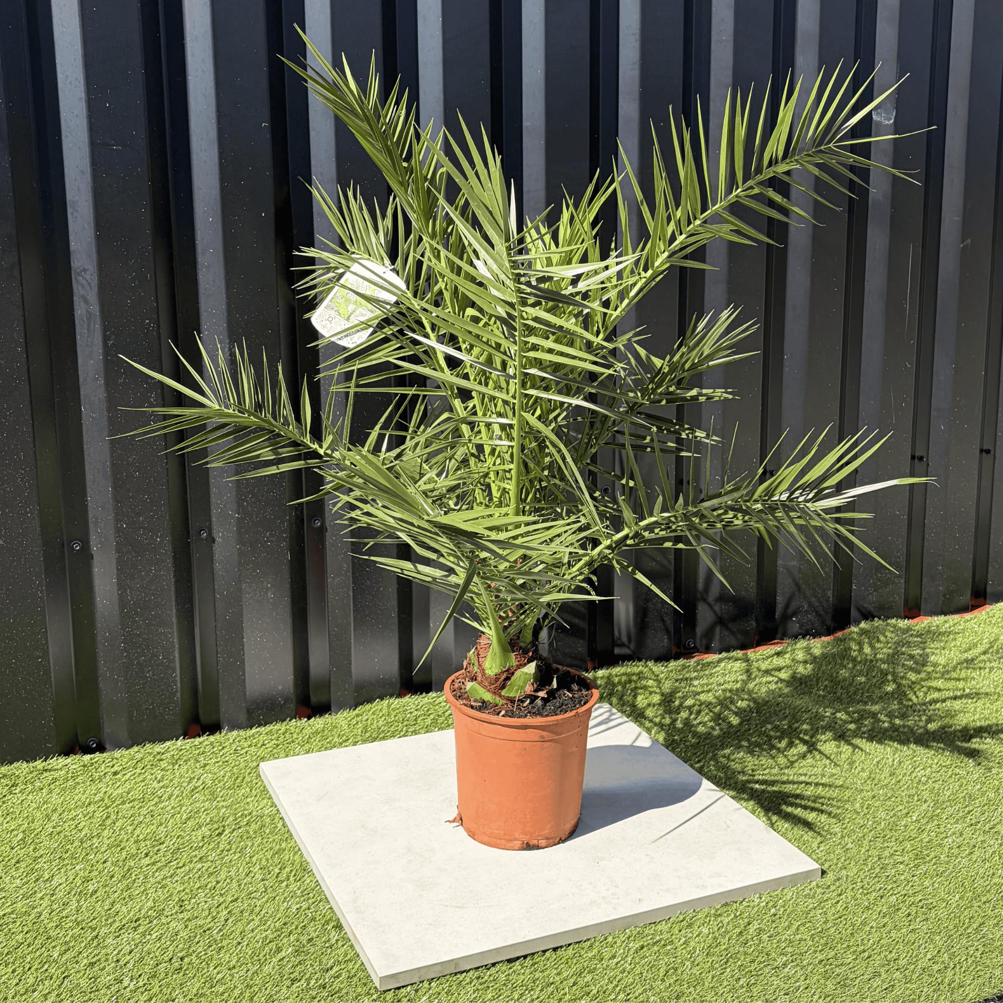 Palmier Phoenix Canariensis Hauteur 100 cm