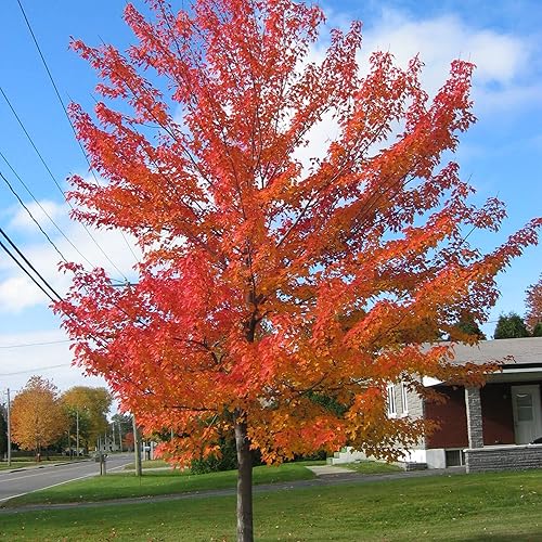 Miniatura 4 de YEGAOL Garden - Semillas de árbol de arce rojo Acer Rubrum de bajo mantenimiento, fronteras ornamentales para exteriores, 120 semillas de árbol