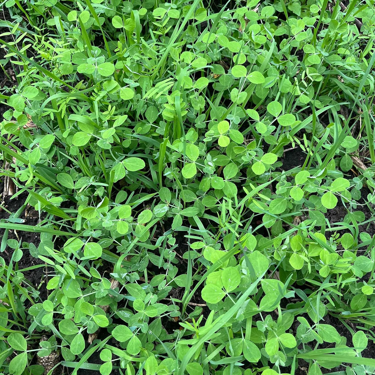 Peas, Oats, Vetch Garden Cover Crop Mix Seeds for Planting - 5 lb Jug - Improves Soil Health, Weed Suppression, Nitrogen Fixation, Increases Biomass