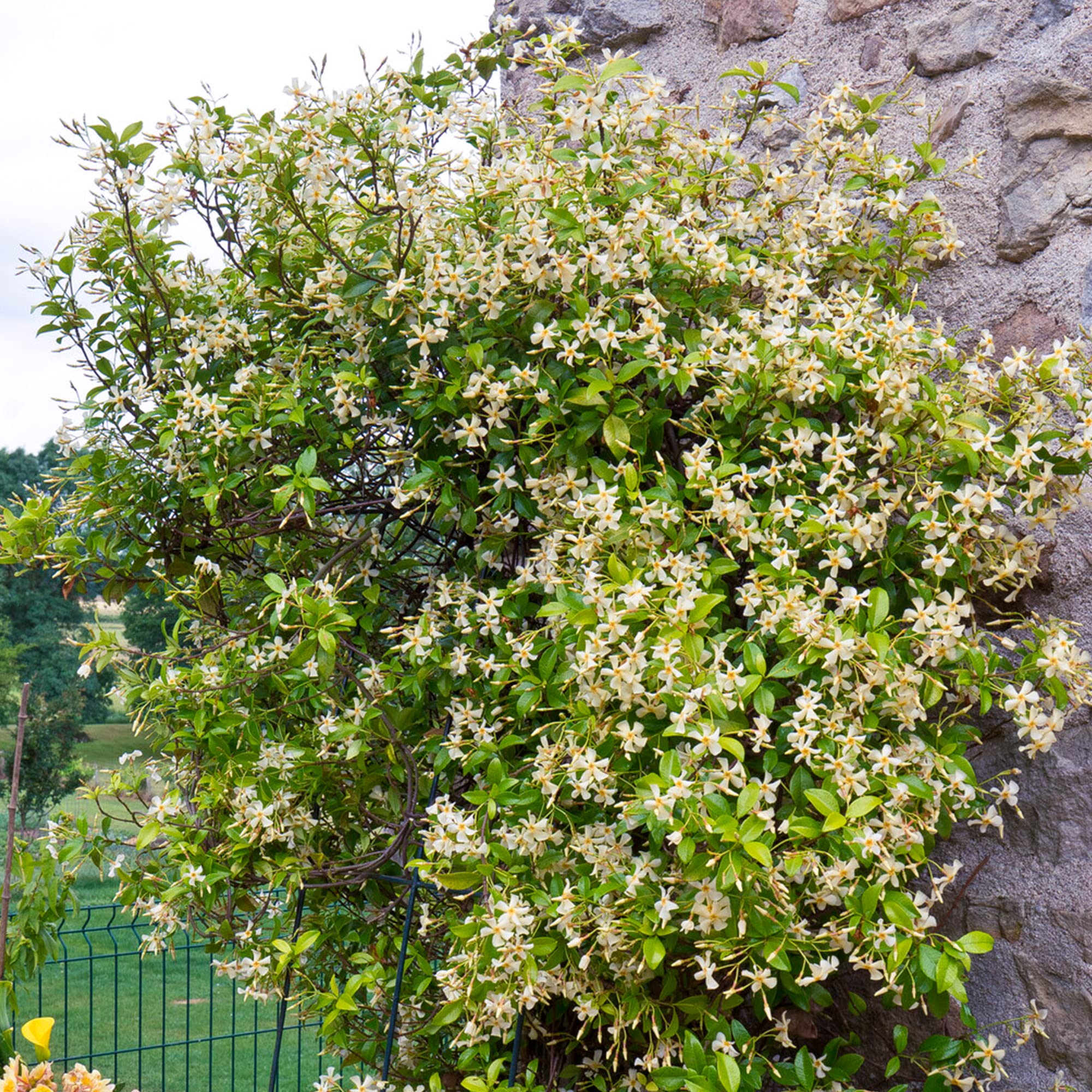 Trachelospermum Star of Toscana Garden Climber Climbing Jasmine Scented Outdoor Evergreen Cream Yellow Flowering Plant in Pot (2 Litre Pot, 60-70cm)