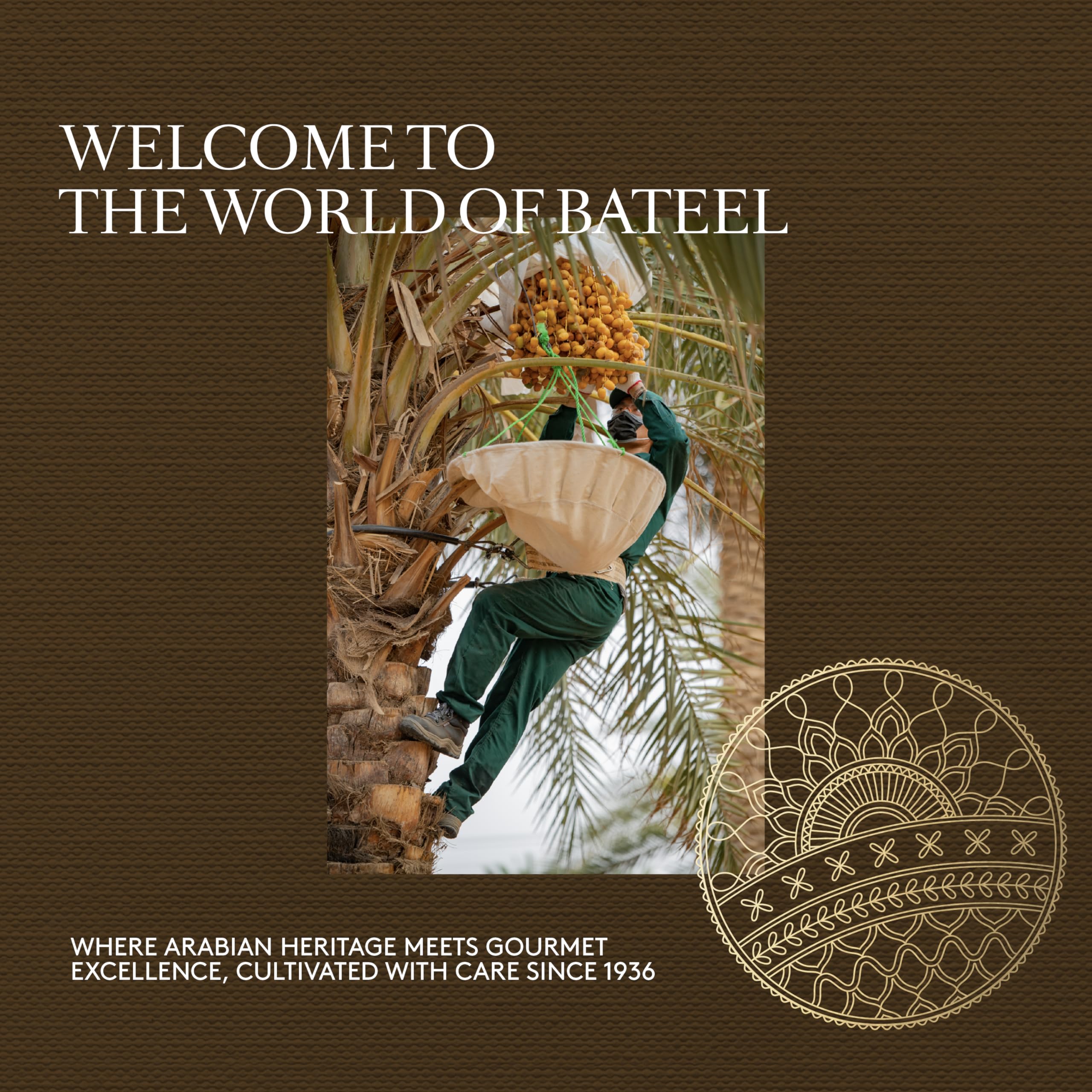 Bateel Midas Geschenkset Premium-Datteln Signature Collection-A