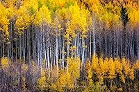 Vista 7 de Forest Photography Print (Not Framed) Picture of Aspen Trees Appearing as Reflection on Side of Mountain on Autumn Day at Maroon Bells Colorado