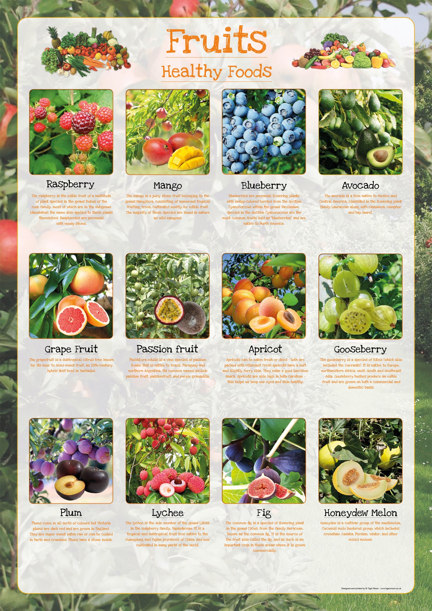 Healthy Eating Poster - Fruits (PS2) - A2 42 x 59.4 cm - Paper Laminated
