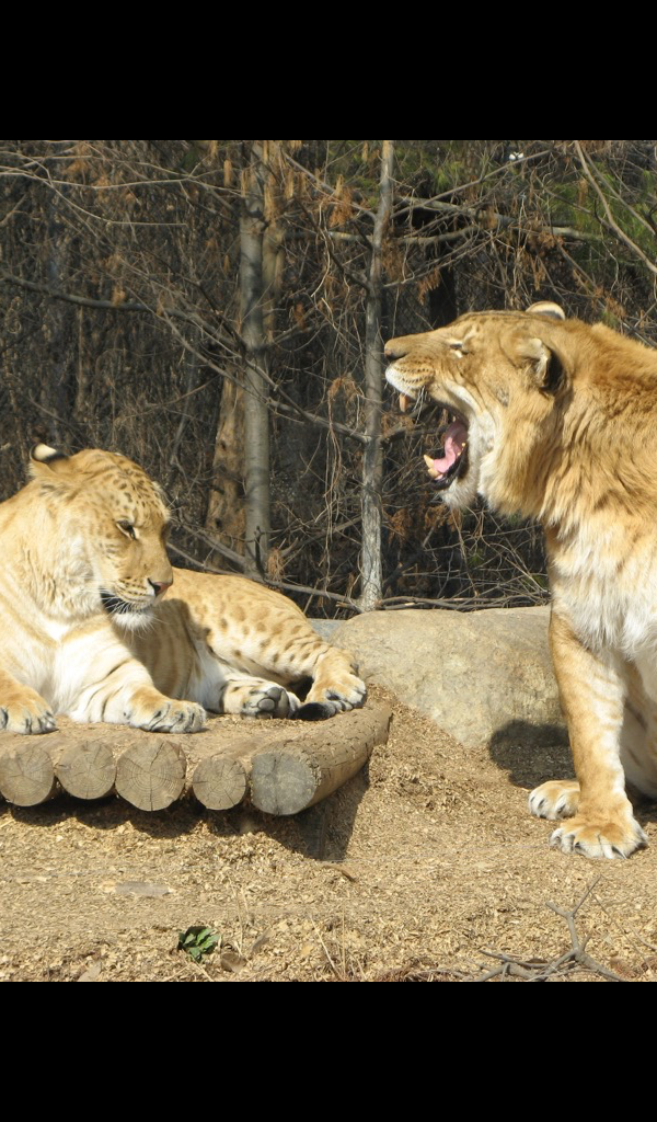 Liger Wallpaper &ndash; HD Wallpapers of Ligers!:Amazon.es:Appstore for Android