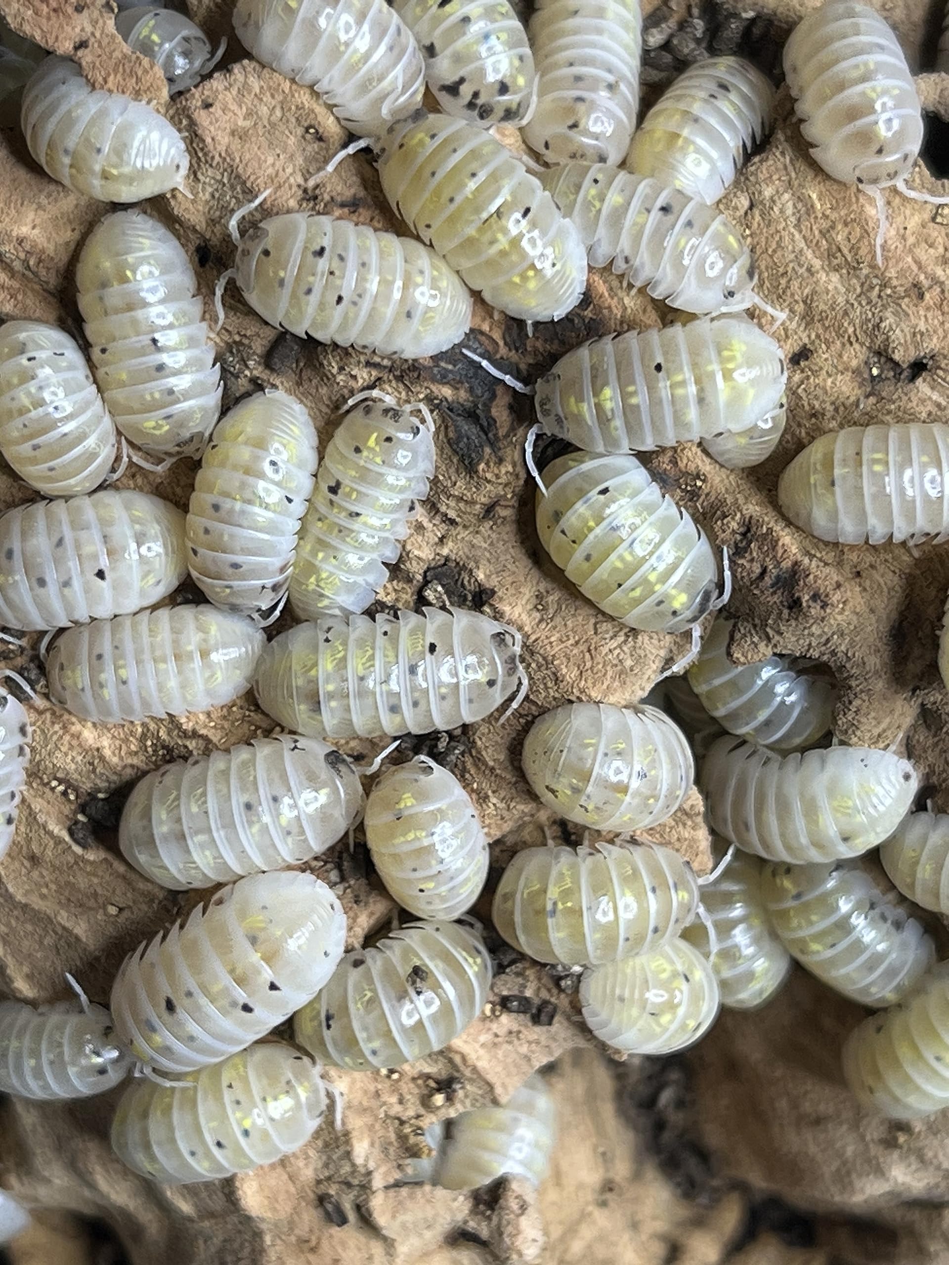 Armadillidium Vulgare Japan Magic Potion Isopods 10 Count Insect Pet Food Clean Up Crew for Terrarium Reptile