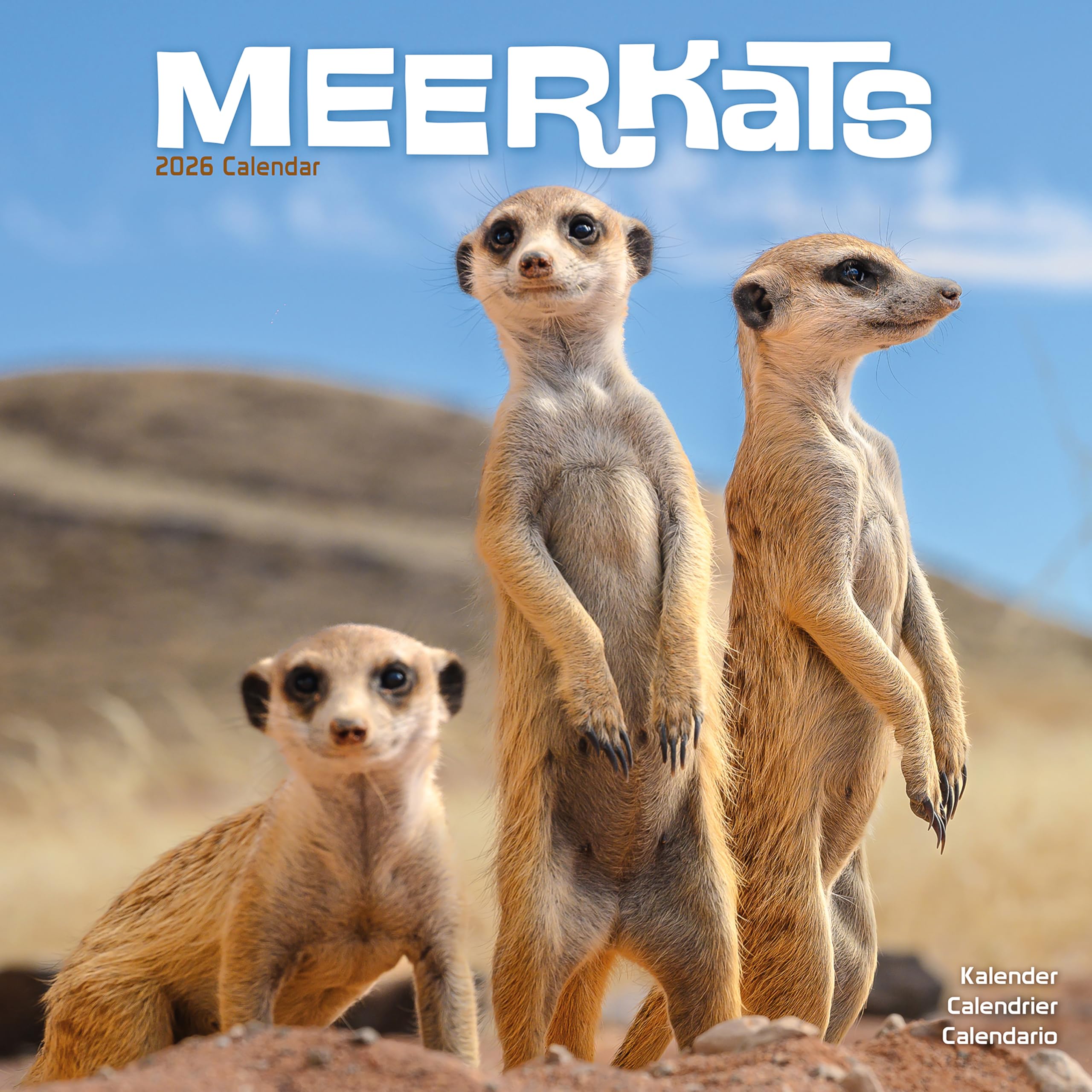 Meerkats 2026 Calendar | Square Wall Calendar | Animal Gift | Plastic Free Packaging | by Avonside Publishing