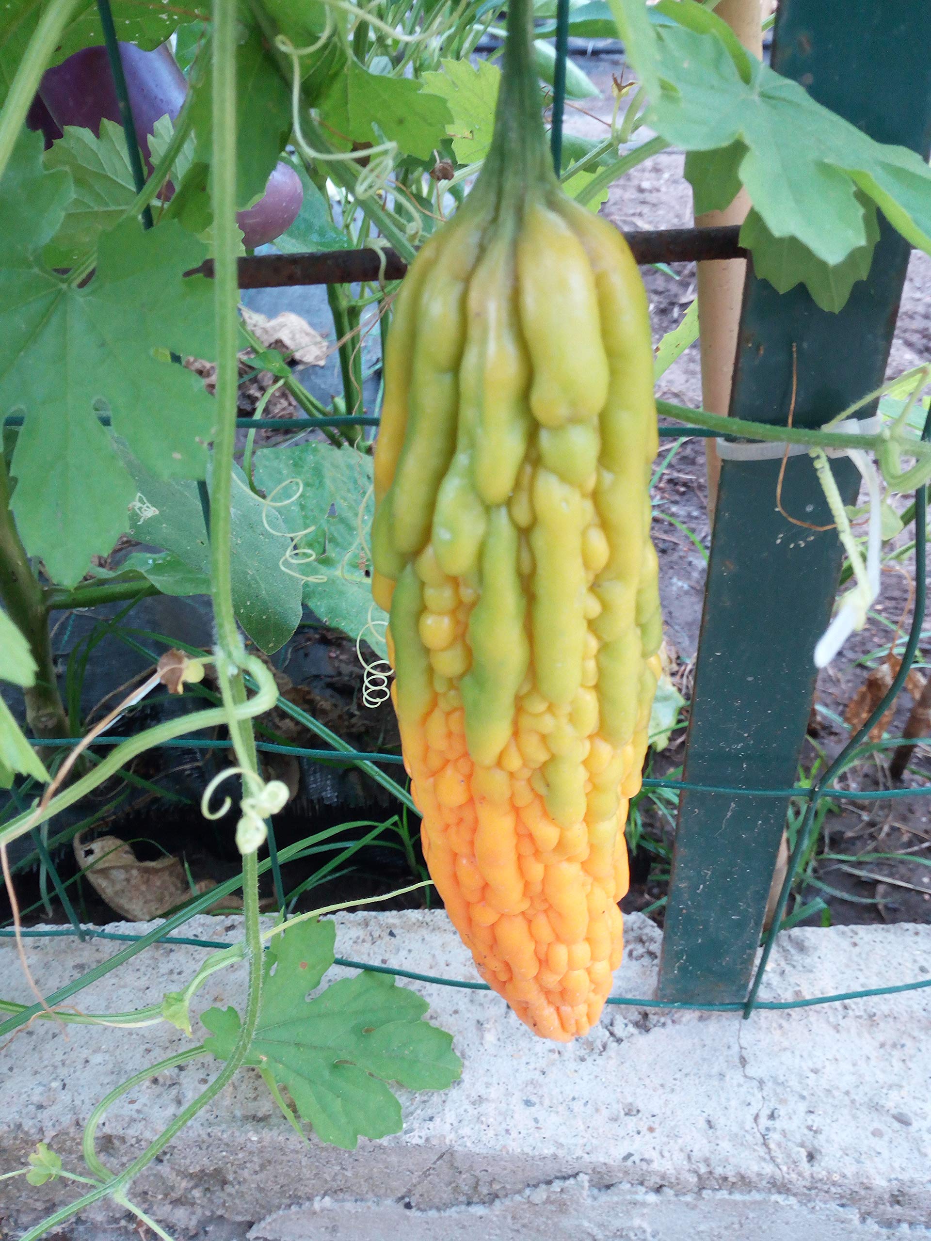 Gorzki melon, gorzki Gourd nasiona - Momordica charantia
