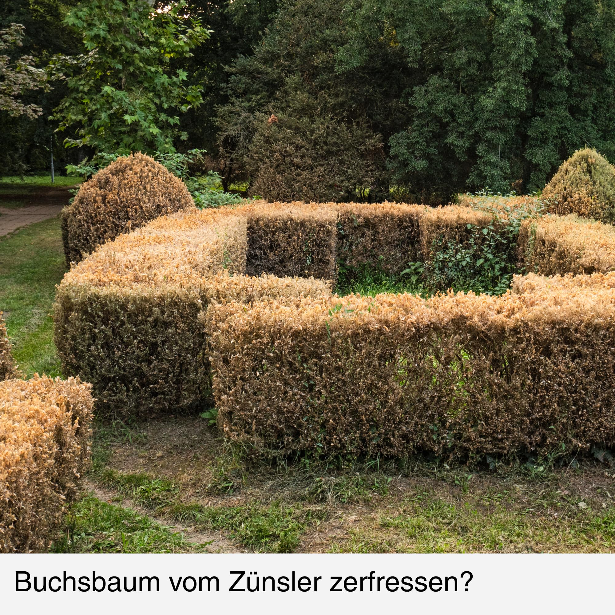 Schutznetz gegen Buchsbaumzünsler Buxit – Feinmaschiges Pflanzenschutznetz für Buchsbäume & Zierpflanzen – Wiederverwendbar, UV-beständig, engmaschig, 5 Meter