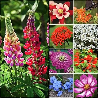 Seed Needs, 2.1 oz Bulk Package - 30,000 Seeds Hummingbird and Butterfly Attracting Wildflower Mixture (99% Pure Live Seed...