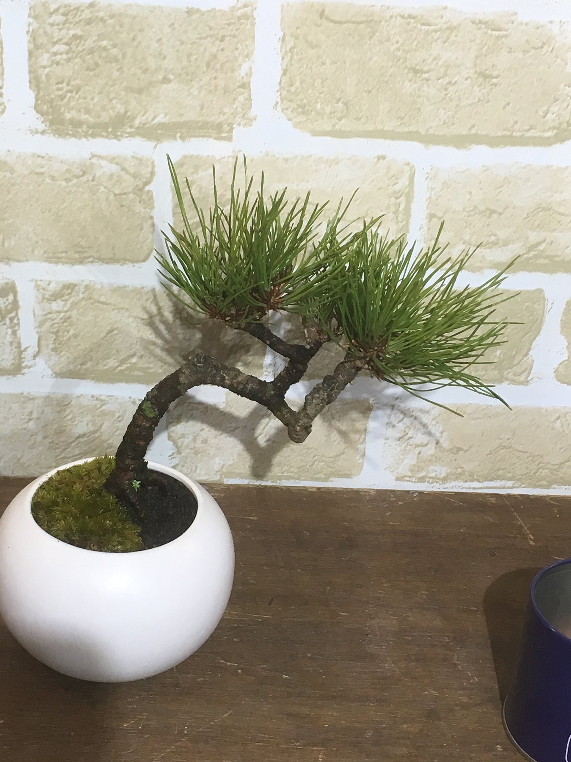 Amazon.co.jp: 赤松 盆栽 山採り素材 : DIY・工具・ガーデン