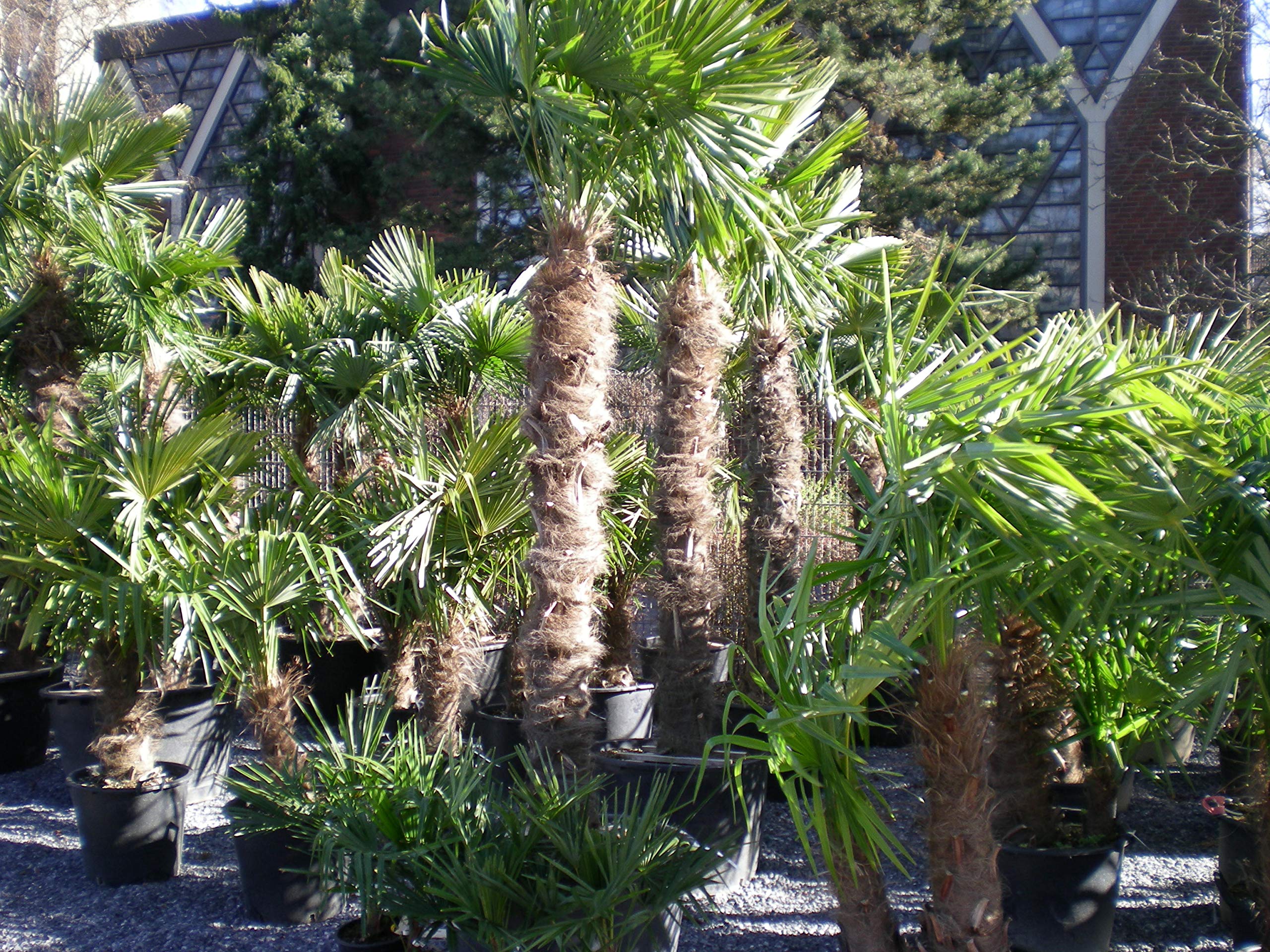 Fertilizzante mediterraneo universale per prati, professionale, contro talpe, arvicole, 10 kg, per giardino a lunga durata con trattamento anti-talpe, fertilizzante per palme e piante mediterranee