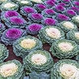 Ornamental Cabbage Flower Seeds - 2000 Pcs. Annual, Cold Tolerant & Low Maintenance, Flower Seeds for Planting Vibrant Mixed Blooms, Great for Garden Edging, Borders, & Container Displays