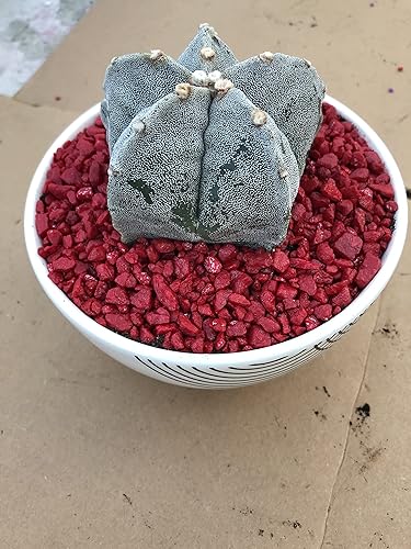 Miniatura 6 de Astrophytum