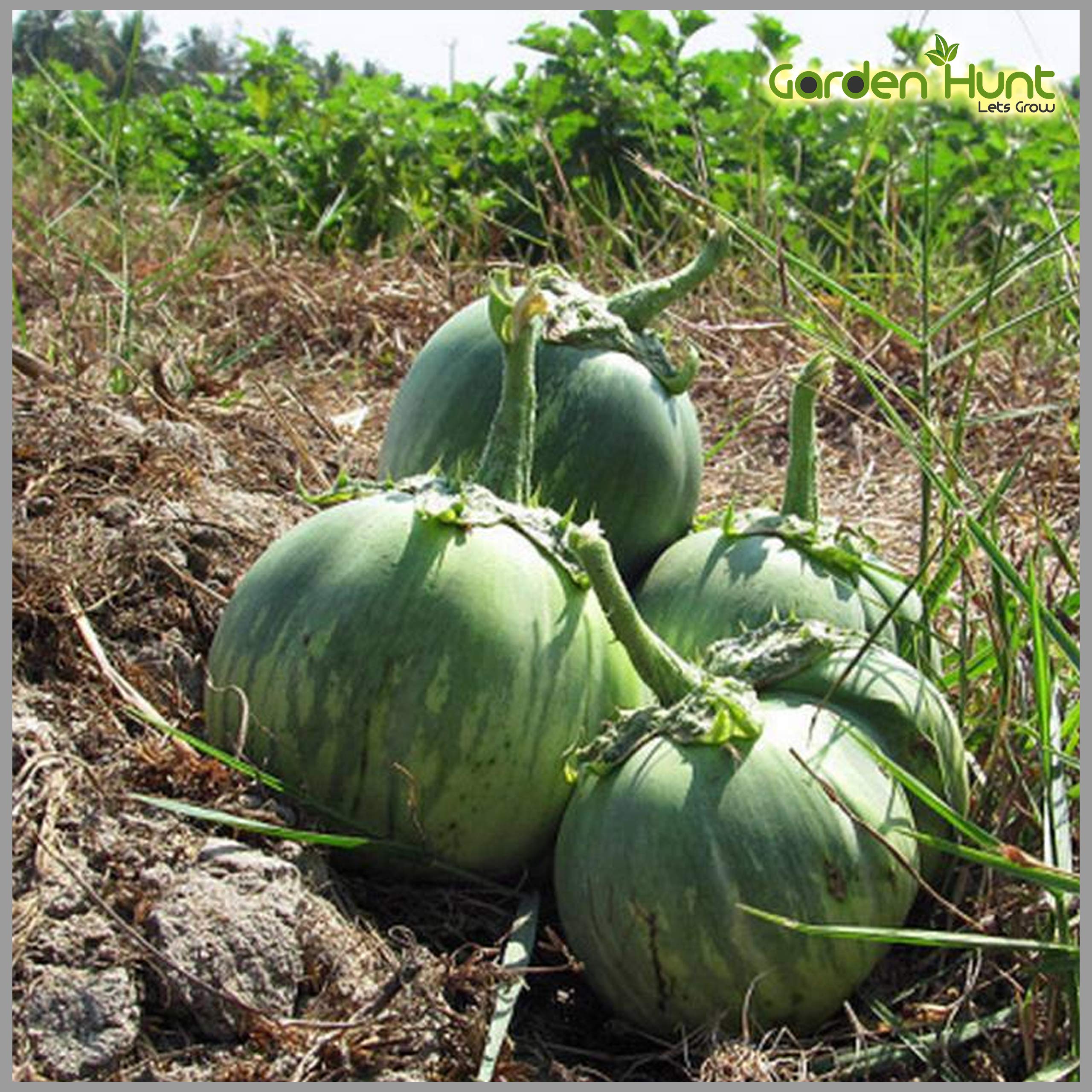 Gardenhunt Brinjal Thorned/Kanda Kathiri (Solanum Xanthocarpum) Seeds (Pack Of 100+ Seeds) (B087PMMWKL) Amazon Price History, Amazon Price Tracker