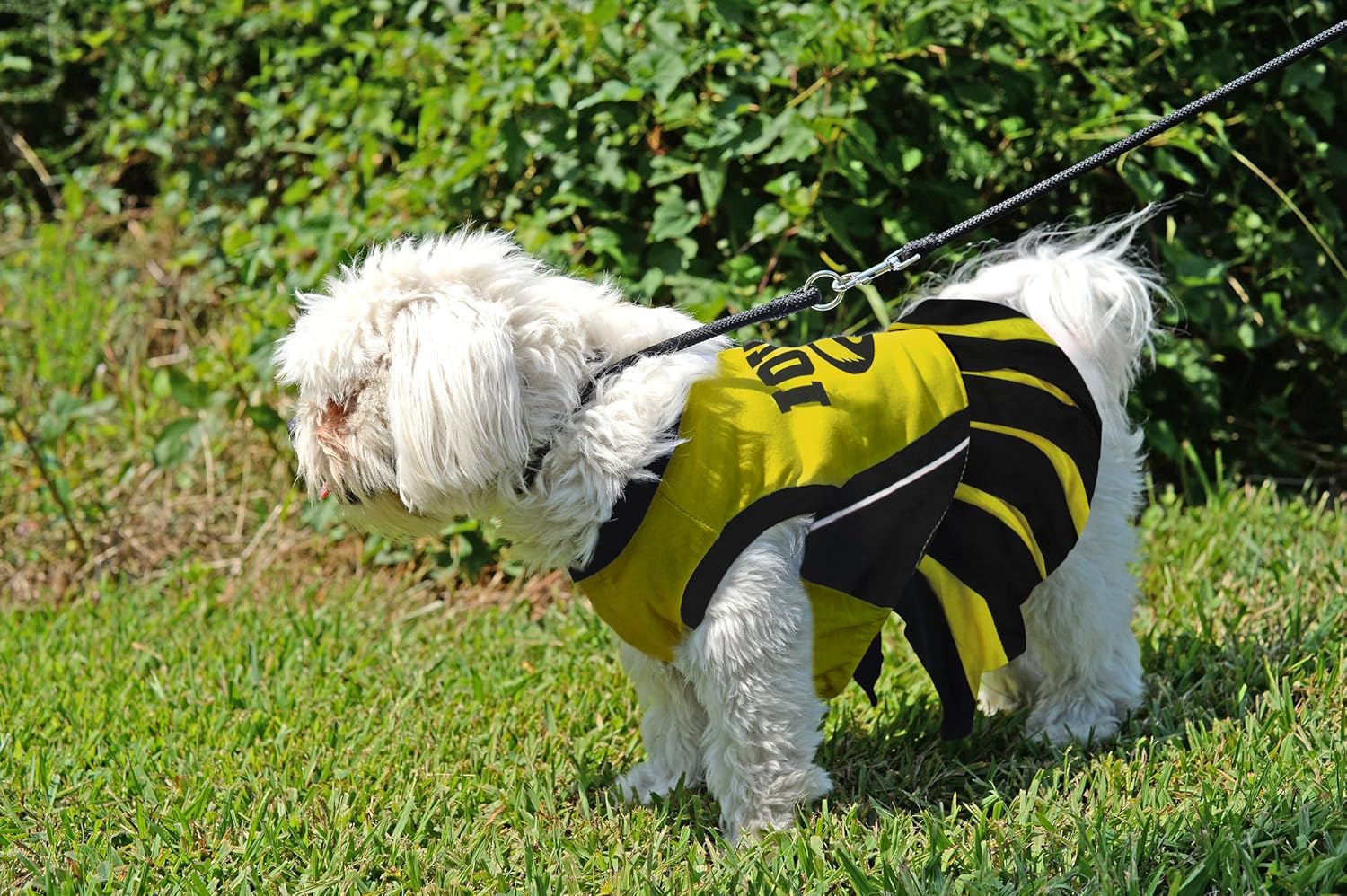 Pets First Collegiate University of Iowa Hawkeyes Dog Cheerleader Dress, X-Small : Pet Supplies