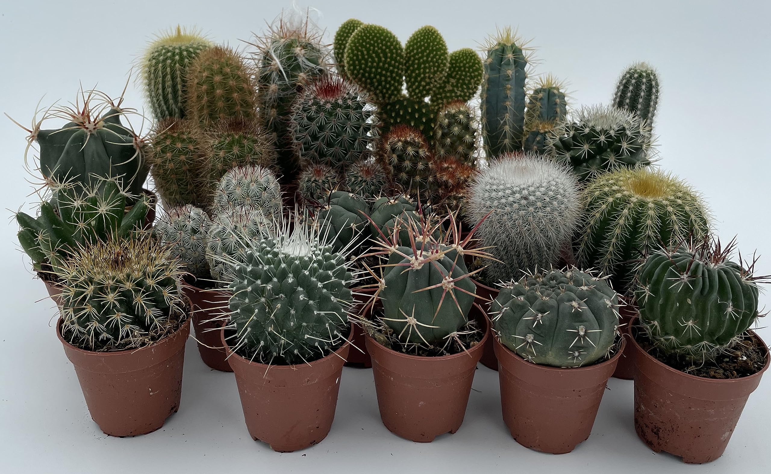 Assortiment Mini Cactus Disco Plante D'Intérieur En Pot 5,5 Cm Petit Cadeau Pour Maison / Bureau (Lot De 10) - GardenersDream