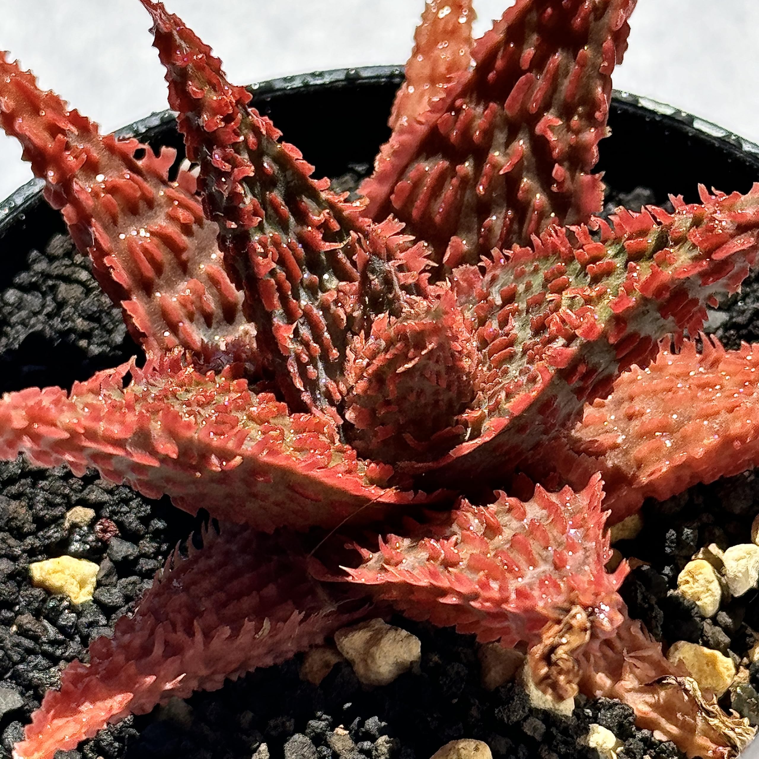 Amazon｜多肉植物 観葉植物 アロエ ハイブリッド Aloe hybird HYB 特選