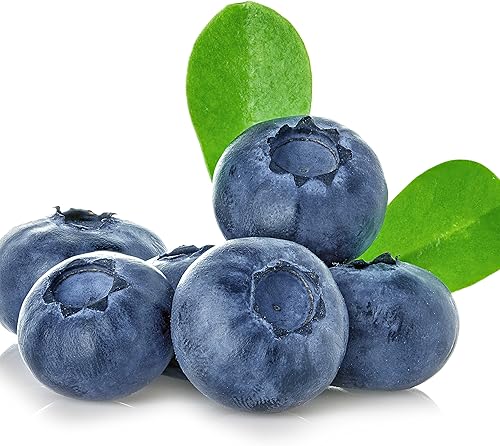 Planta viva Darrow Blueberry - Vaccinium corymbosum - Planta de inicio Wellspring Gardens