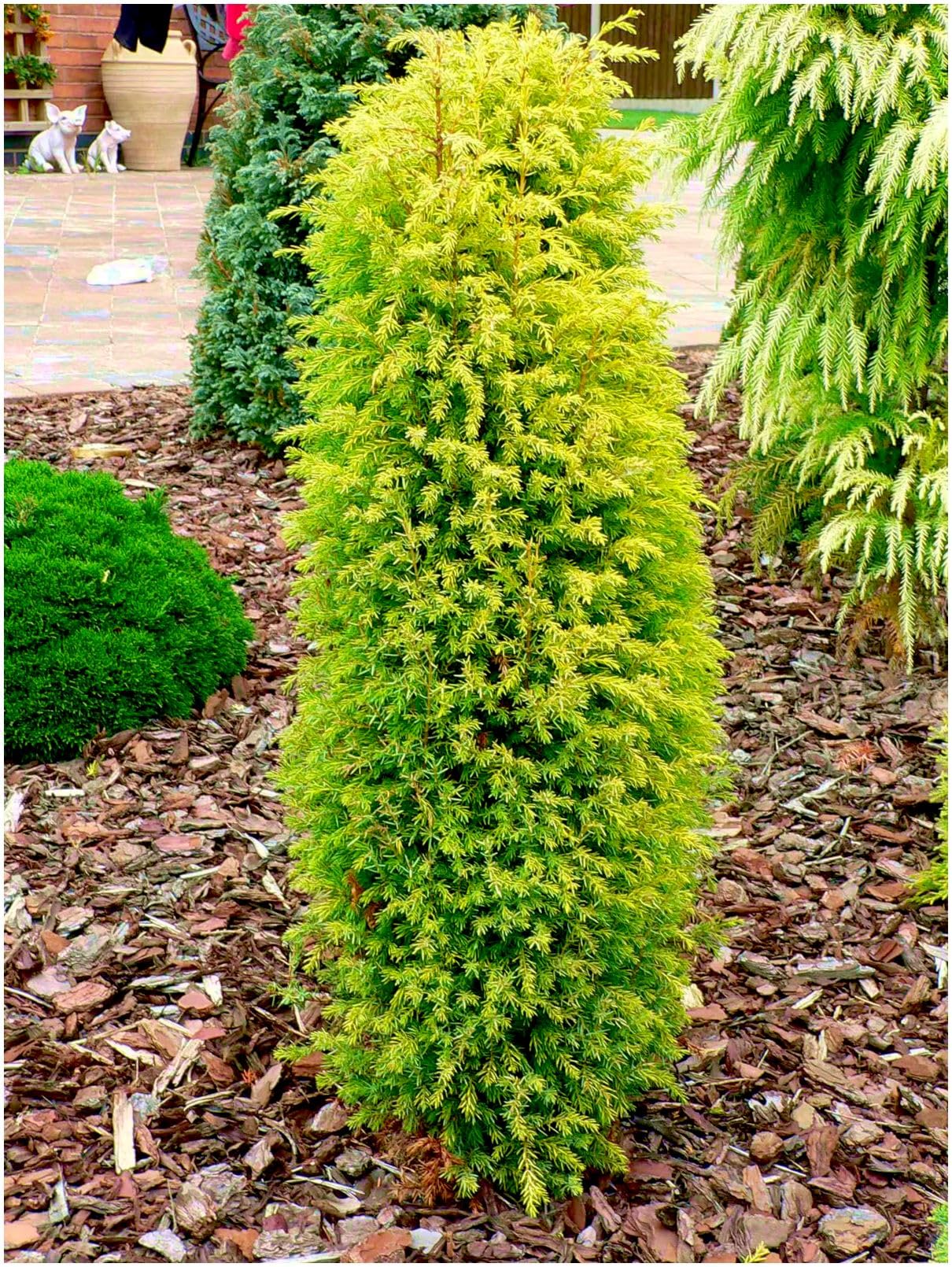 GrowOn Shrubs [2 Litre] Dwarf Conifer Juniperus Communis 'Gold Cone' (Suecica Auera) | Evergreen Shrub | Outdoor Garden Ready Plant