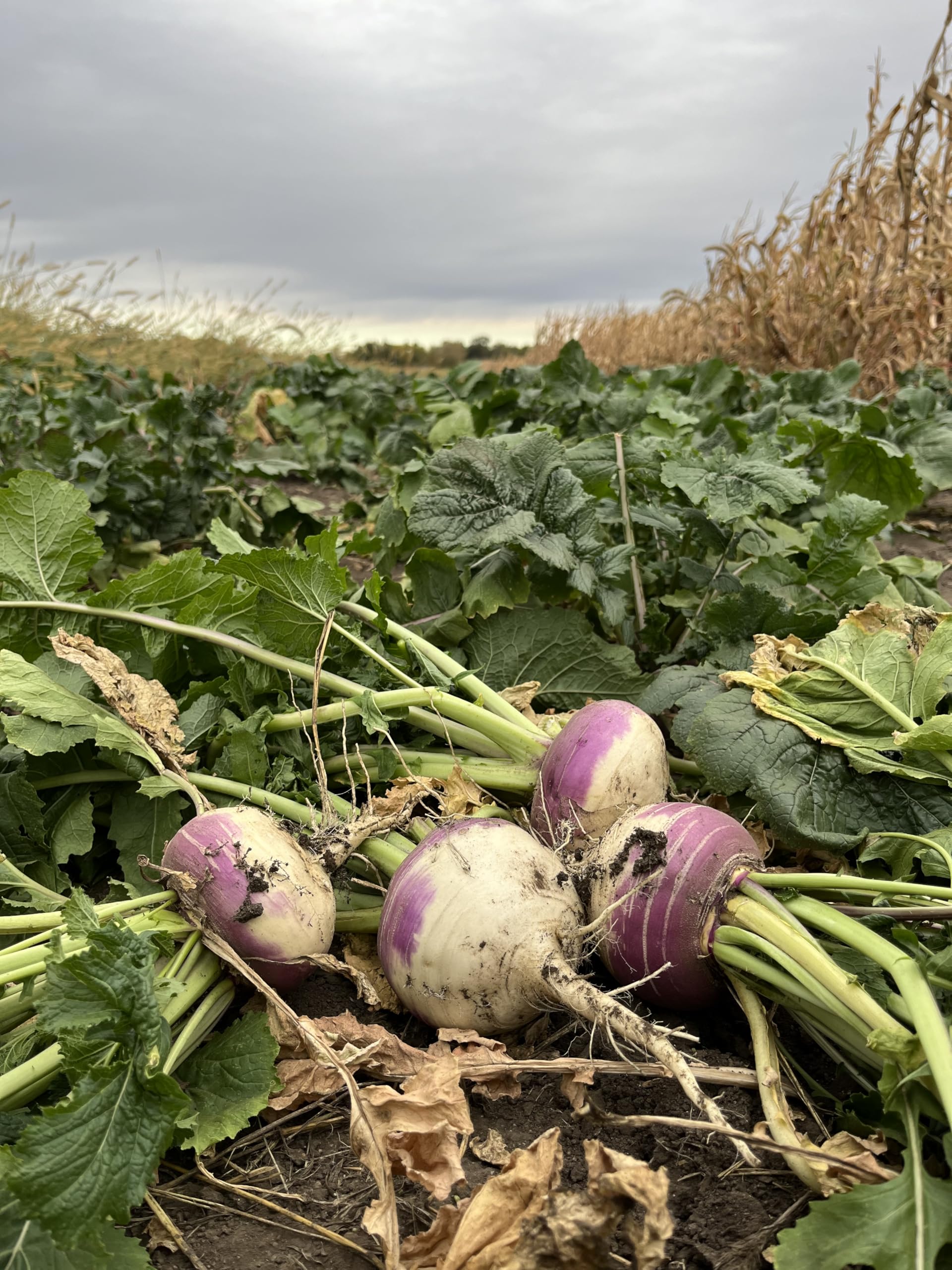 TnT Seed Company Purple Top Turnips, Food Plot Seed, 1 Acre (6 lb Bag), Brassica, Loaded with Nutrients and Protein, Easy to Plant and Maintain, Plant in Late Summer or Fall