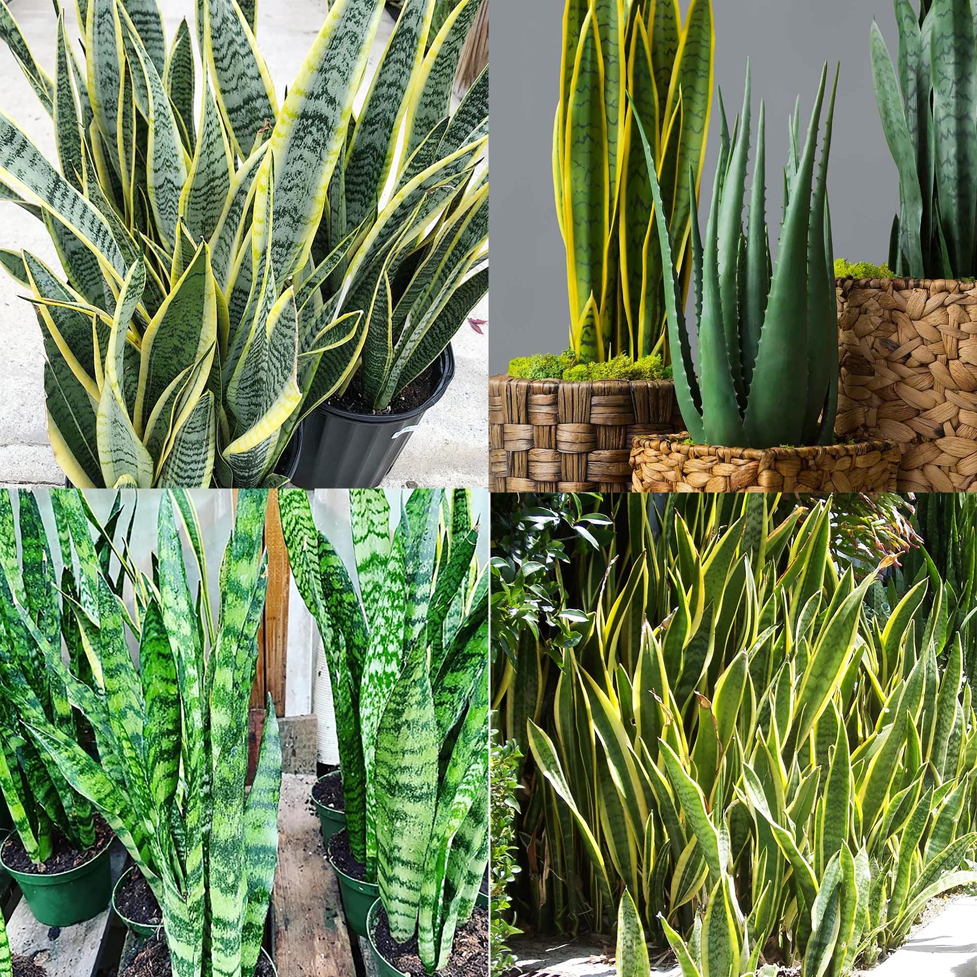 Amazon.com : QAUZUY GARDEN 100 Snake Plant (Sansevieria/Snake