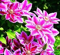50 Premium Climbing Clematis Vine Seeds - Purple Red Pink Mix, Large Bloom Perennial Flowers for Outdoor Gardens