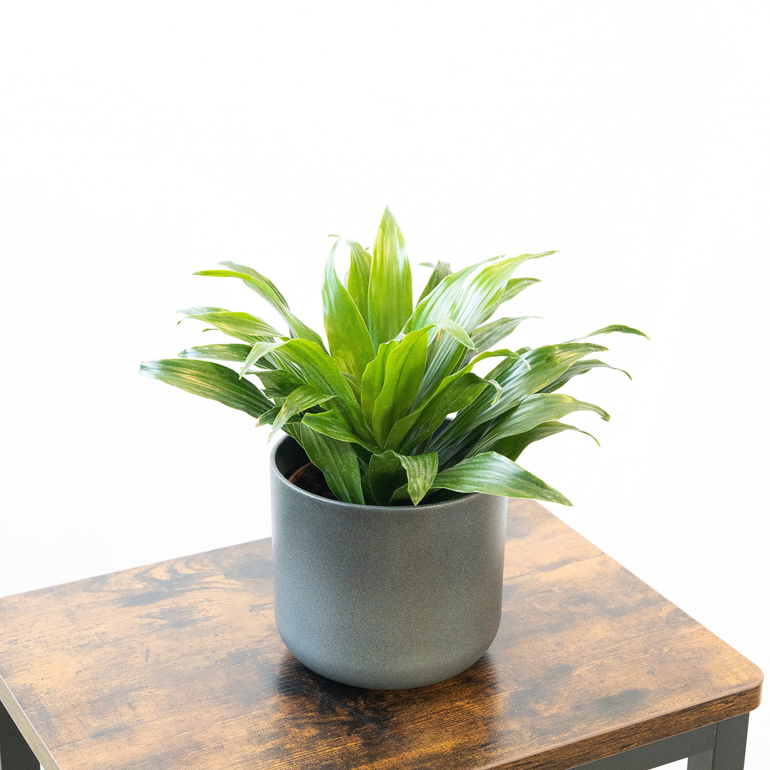 Planta Maceta 12 Cm Planta Dracaena Compacta Natural - Planta De Interior  Decorativa, Fcil Cuidado, Maceta 12 Cm - Ideal Para Hogar O Regalo Planta  Purificadora Aire Interior
